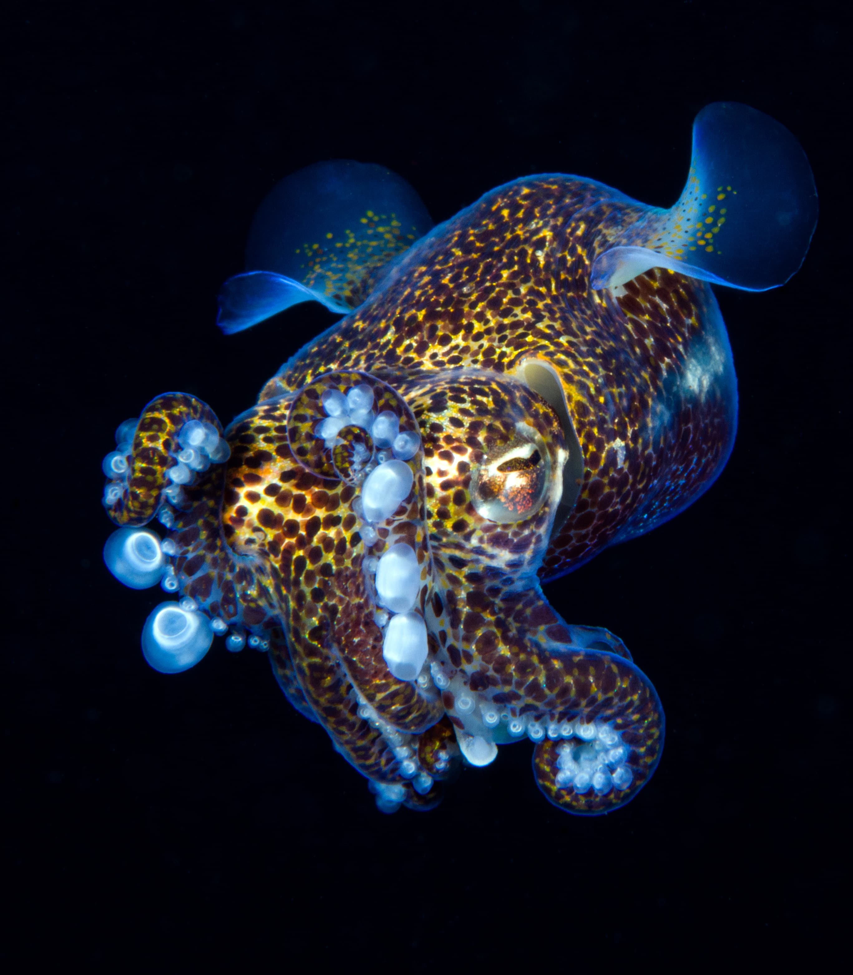 Berry's Bobtail Squid (Euprymna berryi). Night diving. Underwater world. Tulamben, Bali, Indonesia