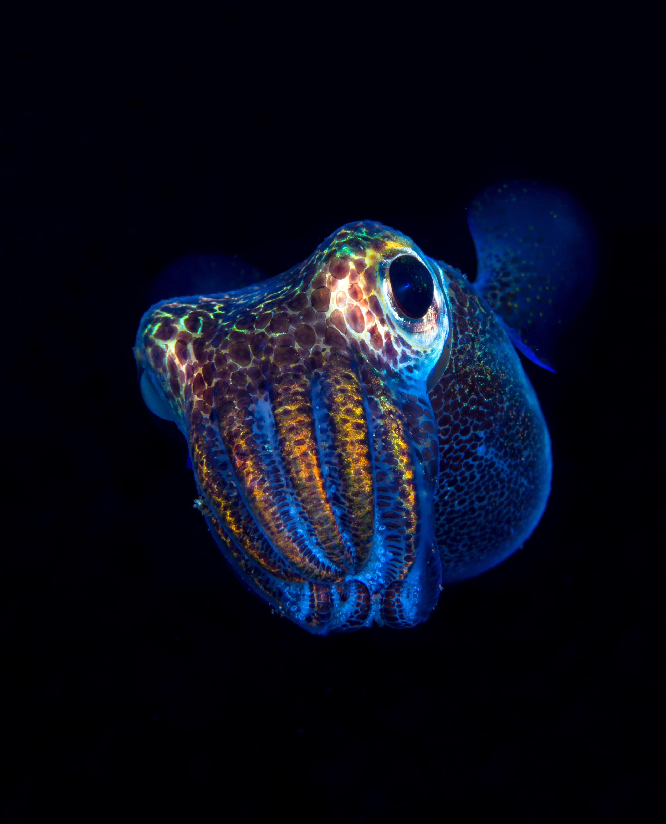 Berry's Bobtail Squid (Euprymna berryi) hunting in the night. Amazing underwater world of Tulamben, Bali, Indonesia