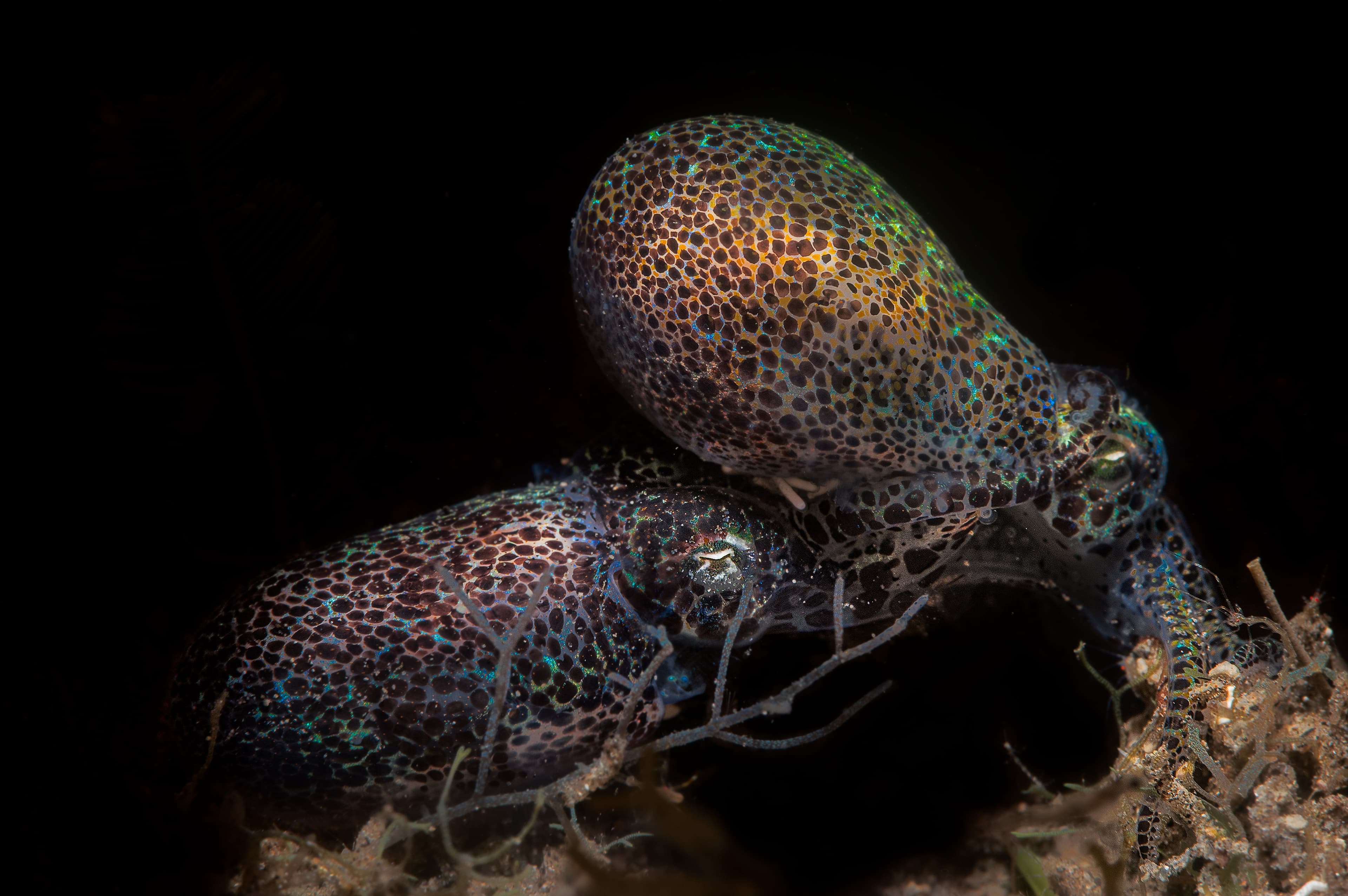 A cute pair of Berry's Bobtail Squid (Euprymna berryi)