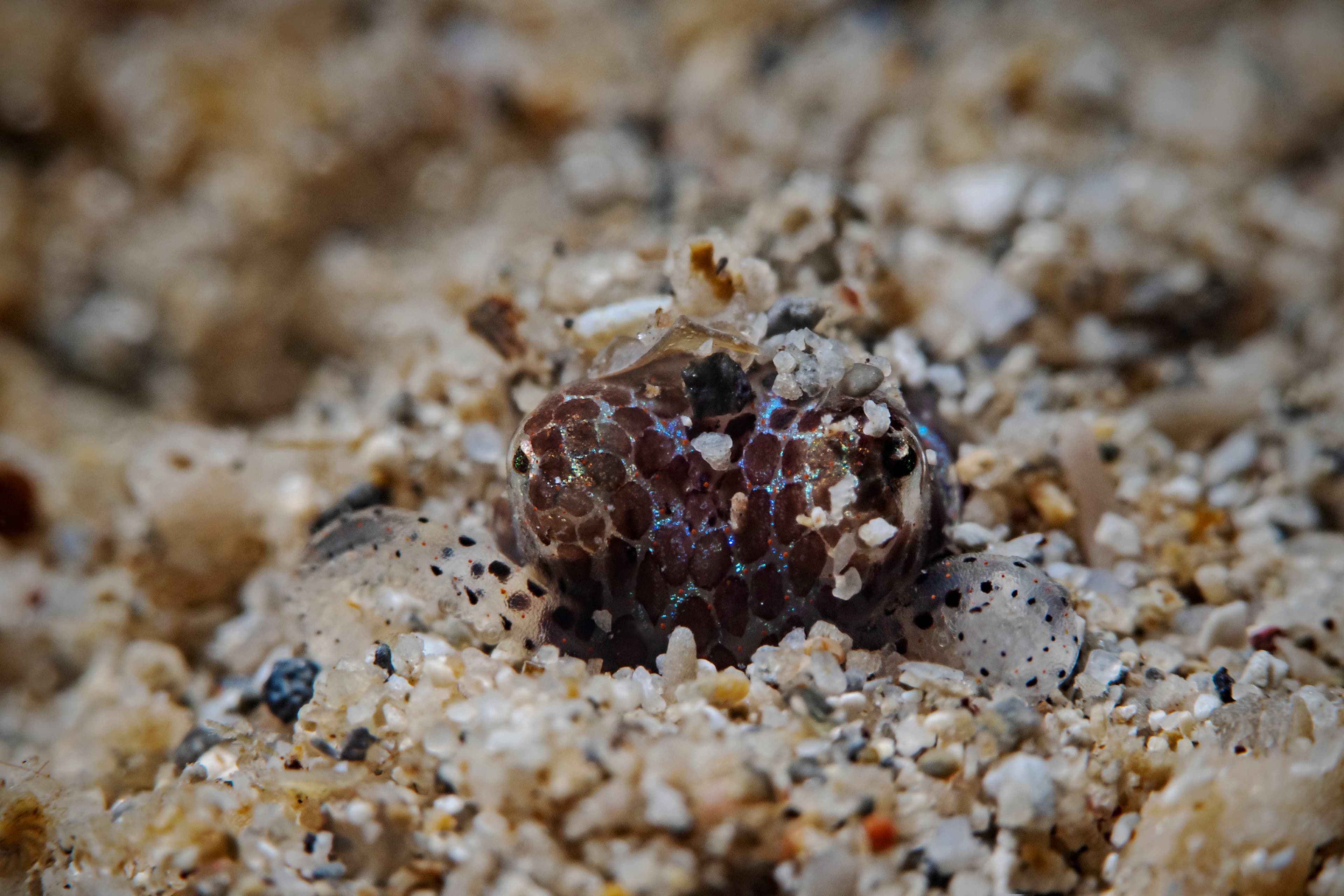 Berry's Bobtail Squid (Euprymna berryi) burrowed in the sand