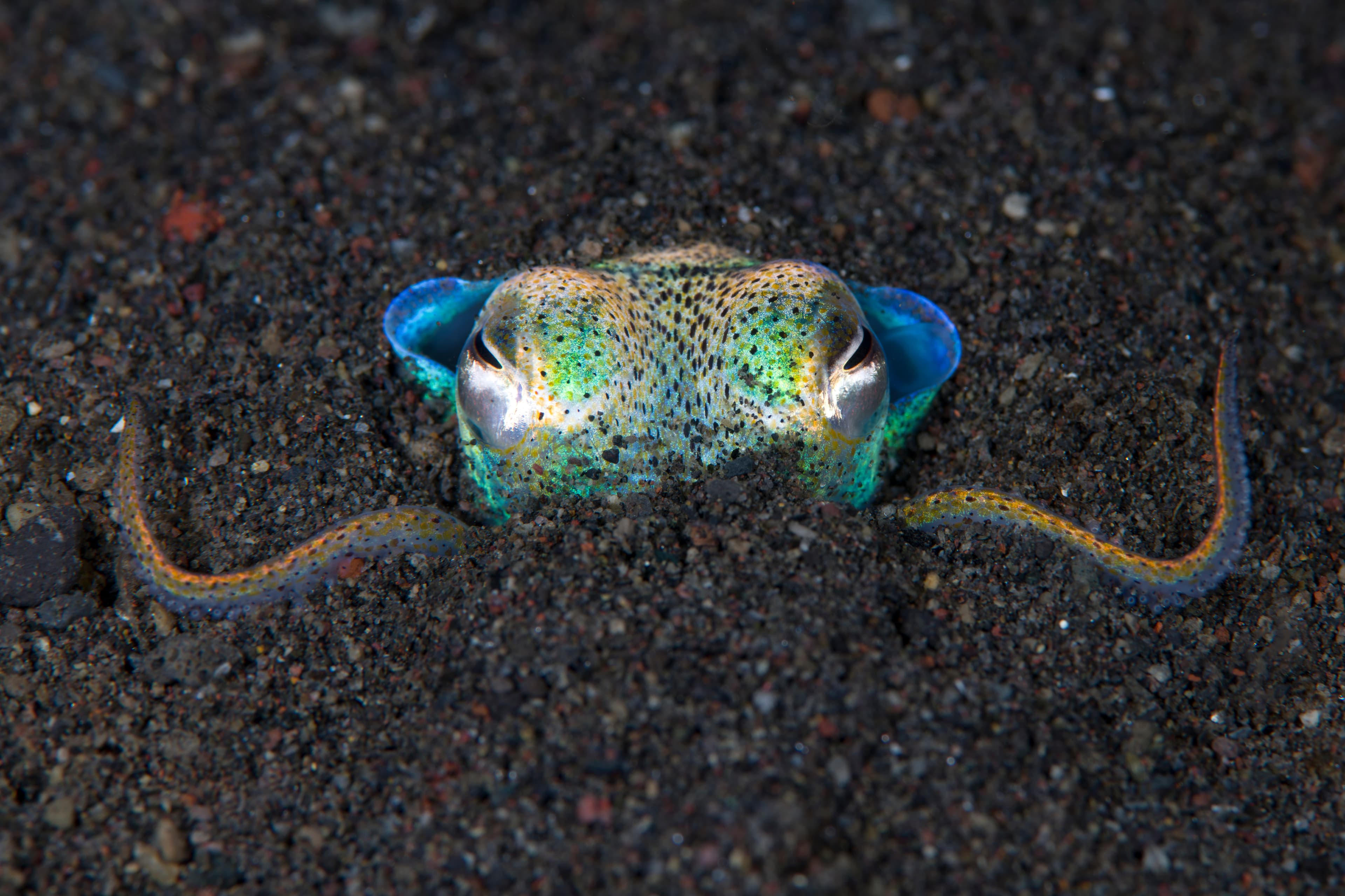 Berry's Bobtail Squid (Euprymna berryi) burrowed in the sand. Amazing underwater world of Tulamben, Bali, Indonesia