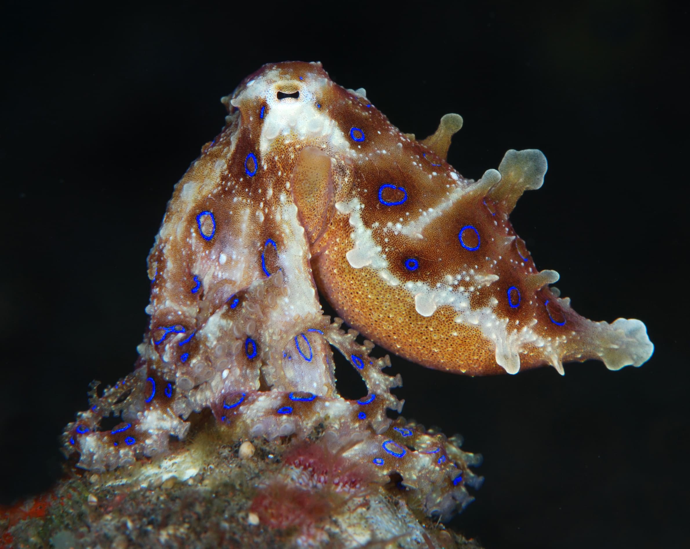 Incredible Underwater World - Greater Blue-ringed Octopus (Hapalochlaena lunulata). Tulamben, Bali, Indonesia