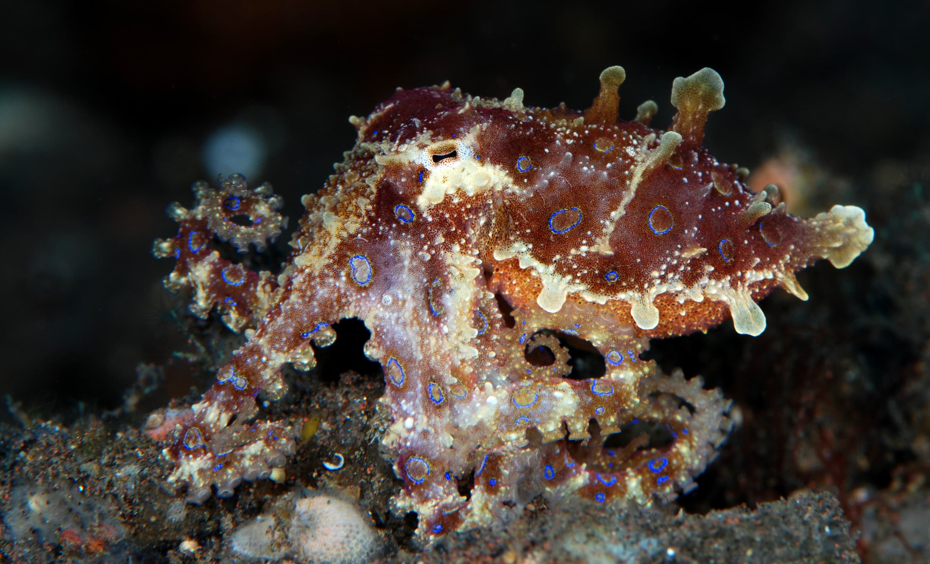 Incredible Underwater World - Greater Blue-ringed Octopus (Hapalochlaena lunulata). Tulamben, Bali, Indonesia