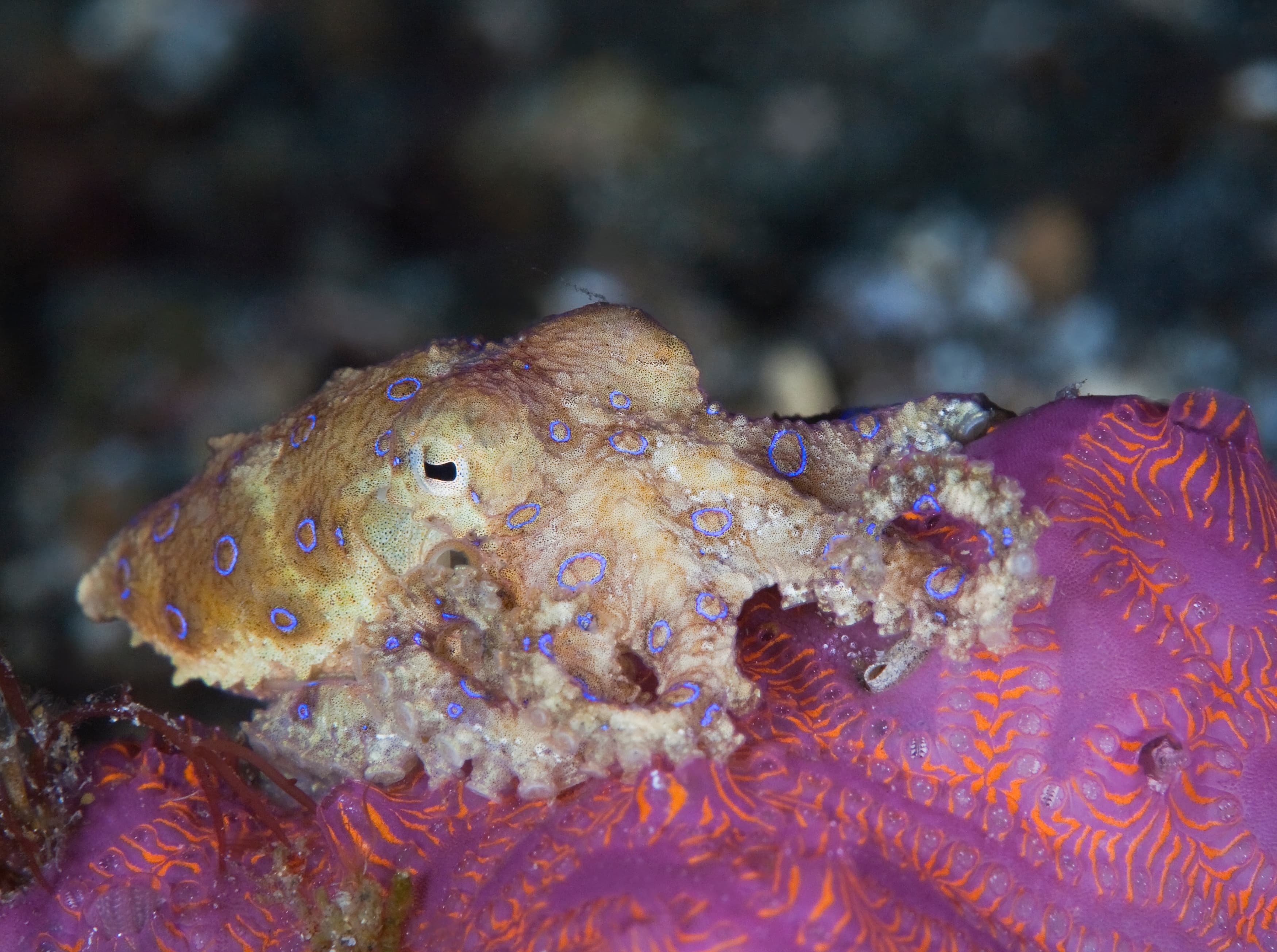 Greater Blue-ringed Octopus