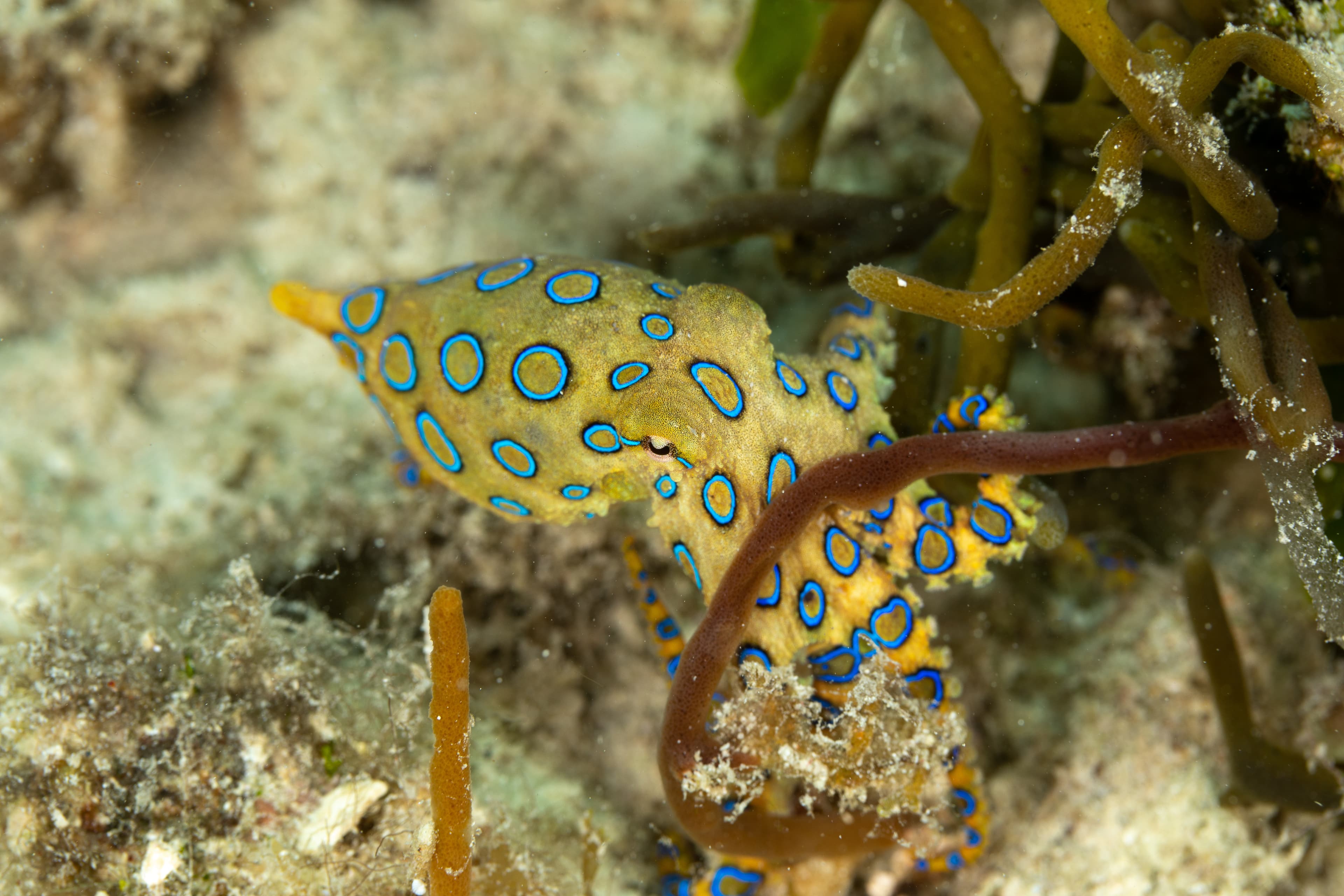 Greater Blue-ringed Octopus (Hapalochlaena lunulata) is one of four species of highly venomous blue-ringed octopuses belonging to the family Octopodidae