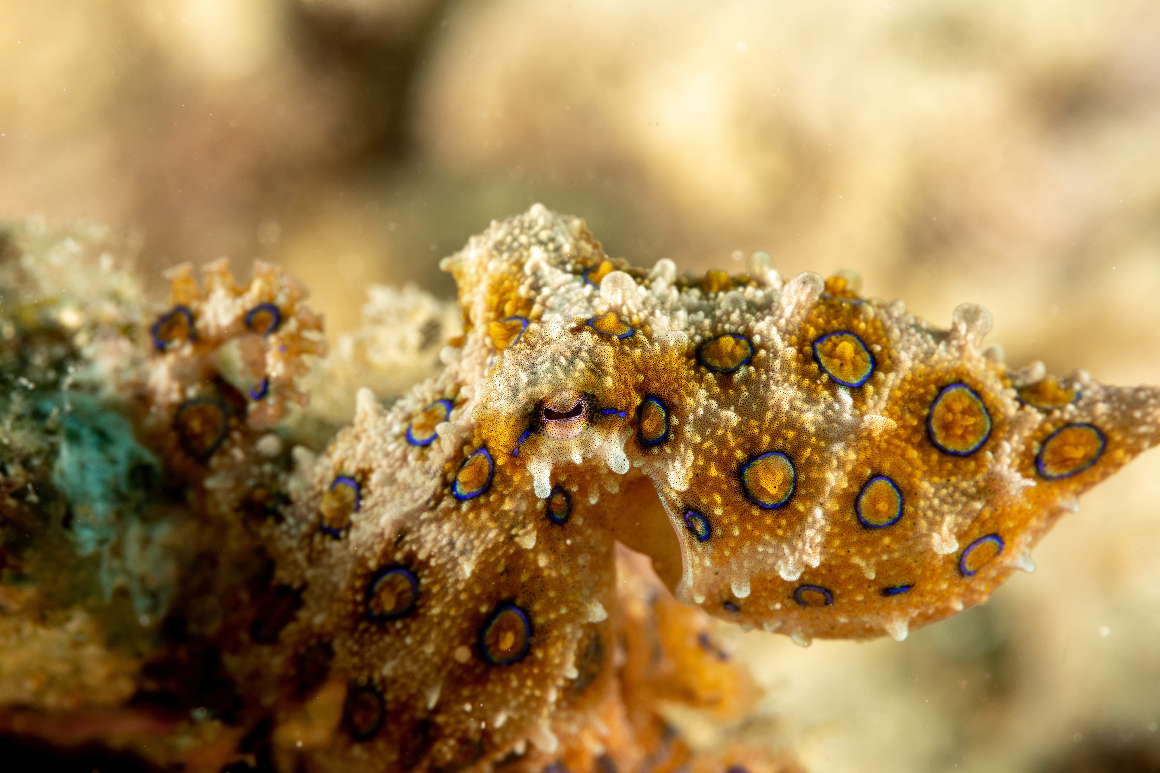 Greater Blue-ringed Octopus (Hapalochlaena lunulata)