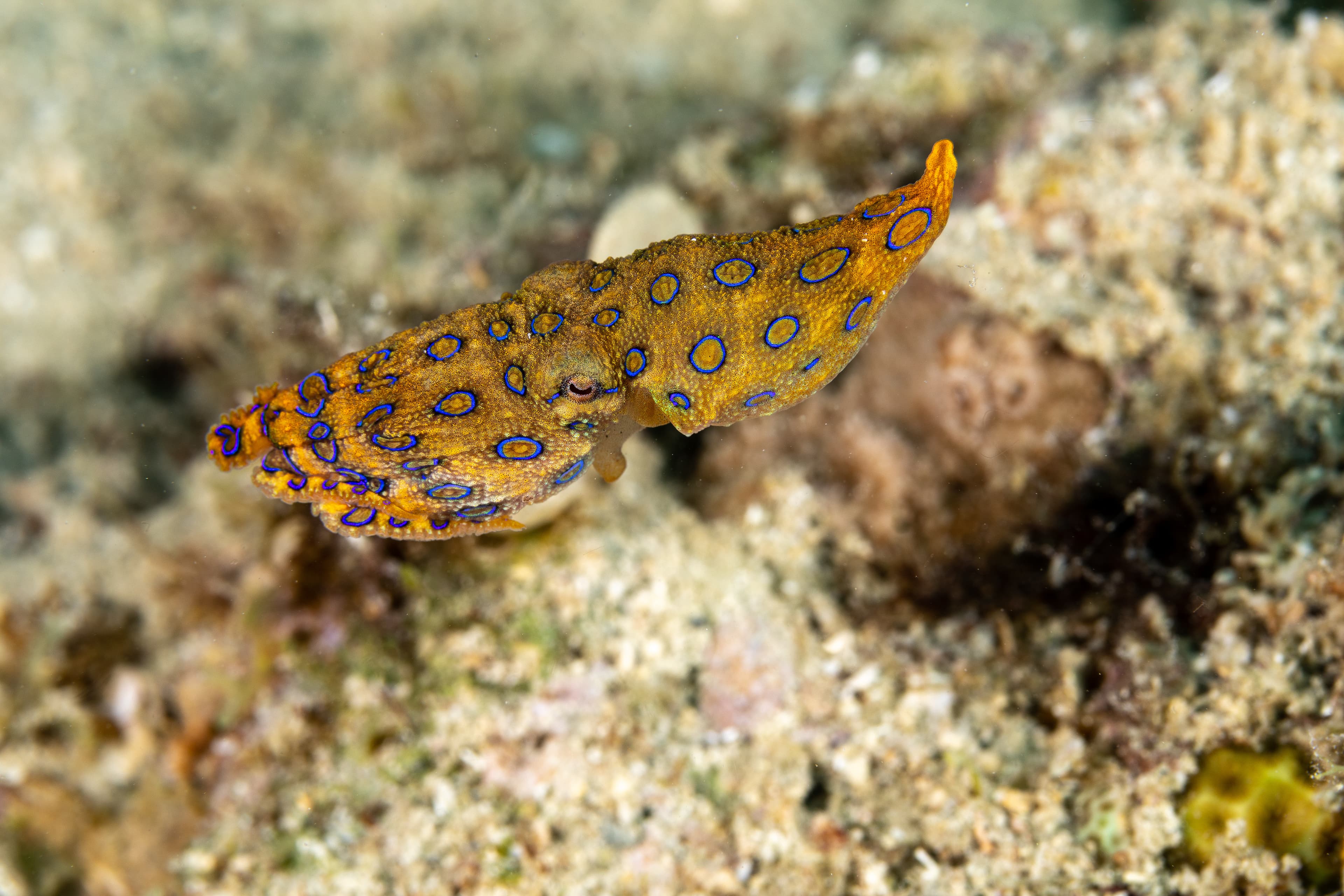 Greater Blue-ringed Octopus (Hapalochlaena lunulata)