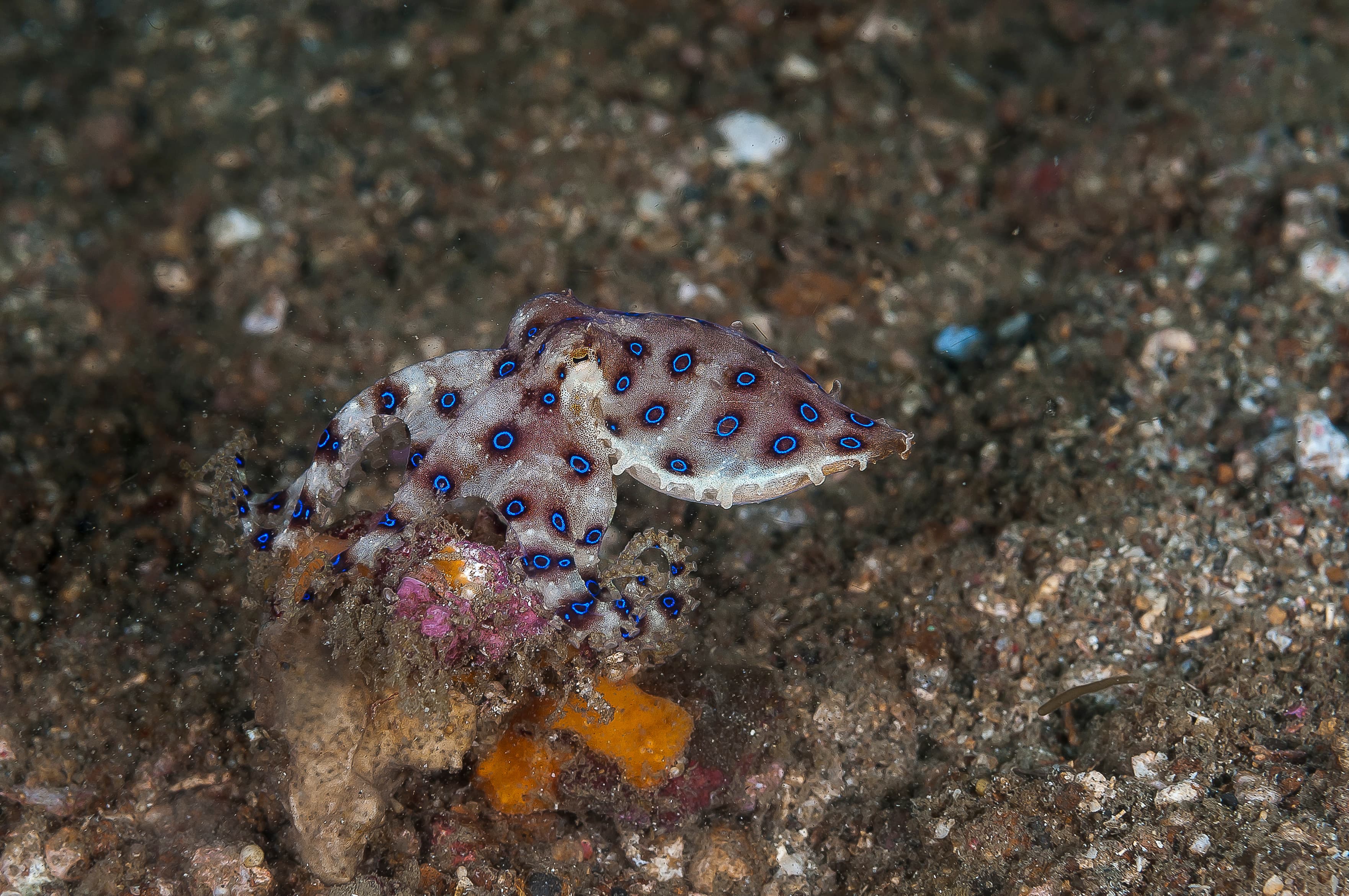 Southern Blue-ringed Octopus (Hapalochlaena maculosa)