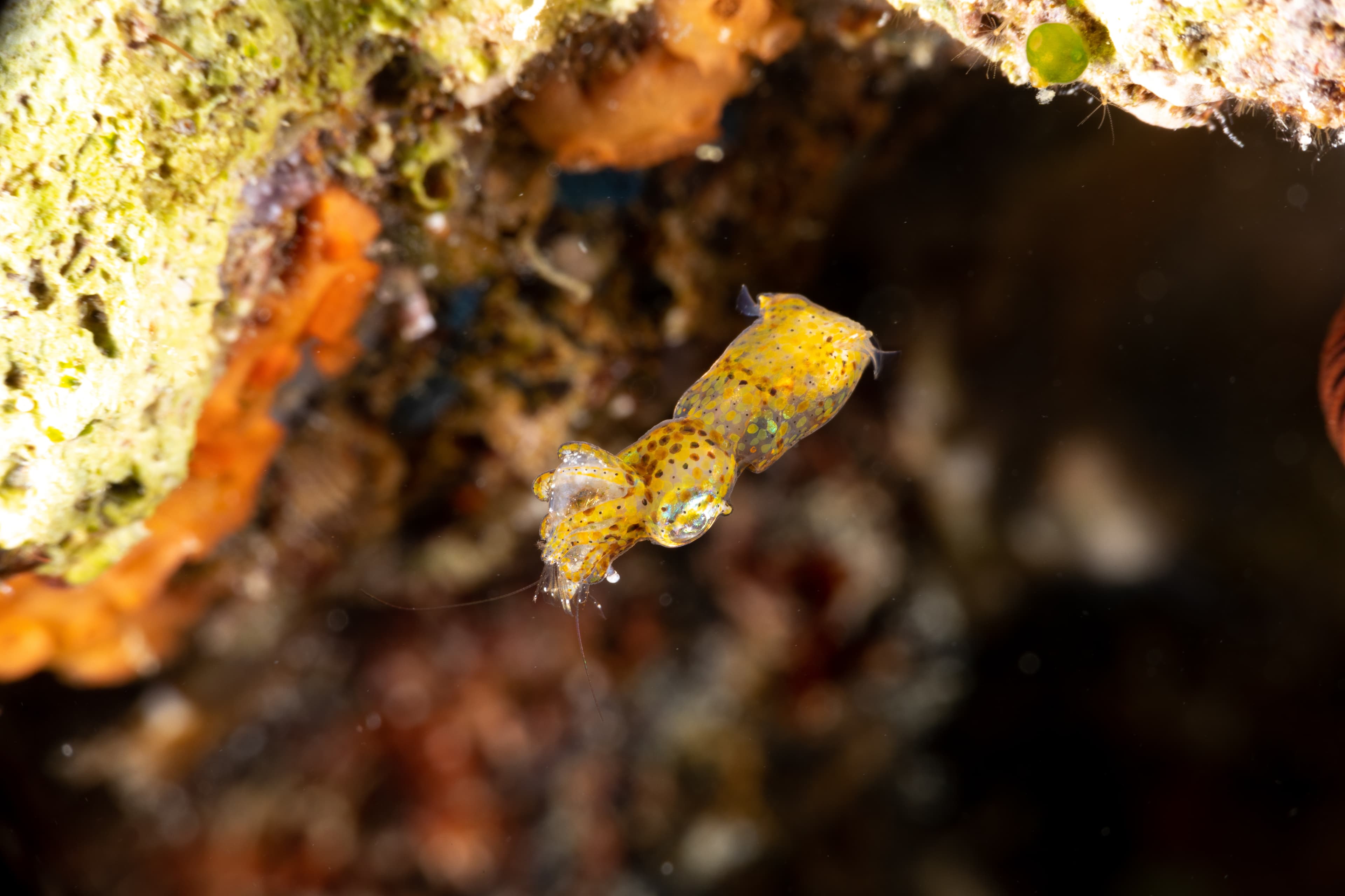 Pygmy Squid with his prey. Two-toned Pygmy Squid (Ideosepius pygmaeus) is a species of bobtail squid native to the Indo-Pacific