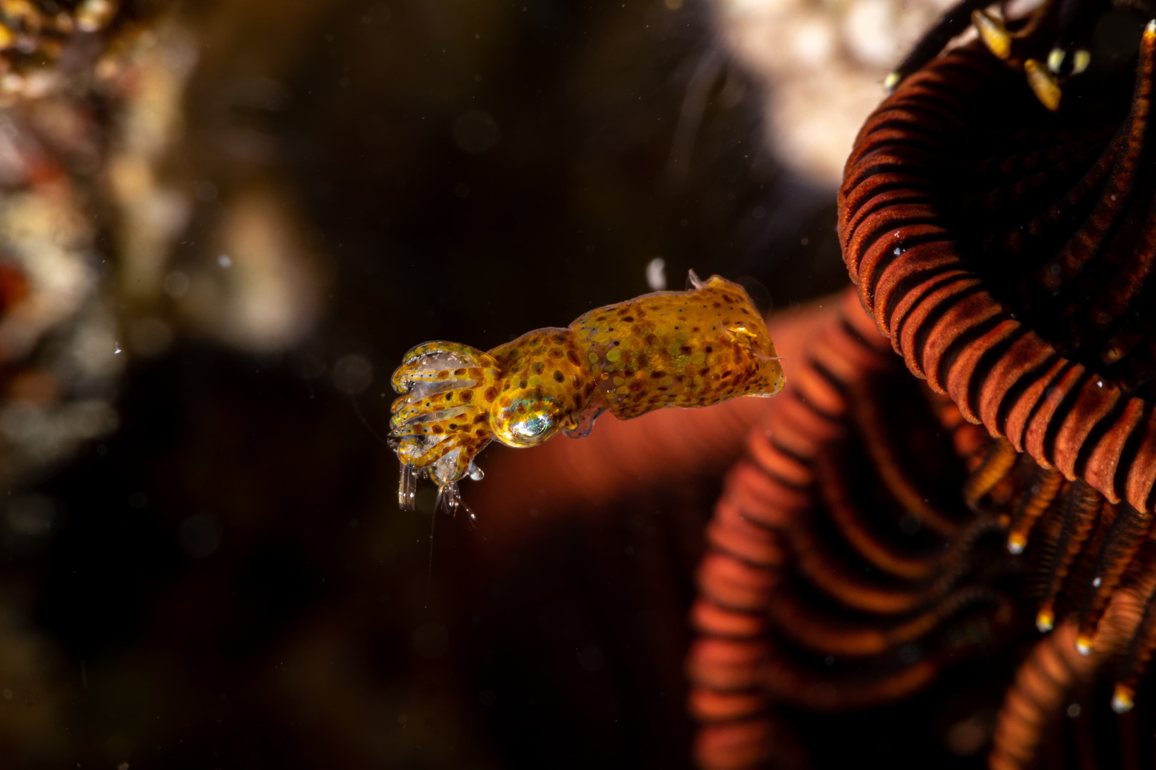 Pygmy Squid with his prey. Two-toned Pygmy Squid (Ideosepius pygmaeus) is a species of bobtail squid native to the Indo-Pacific