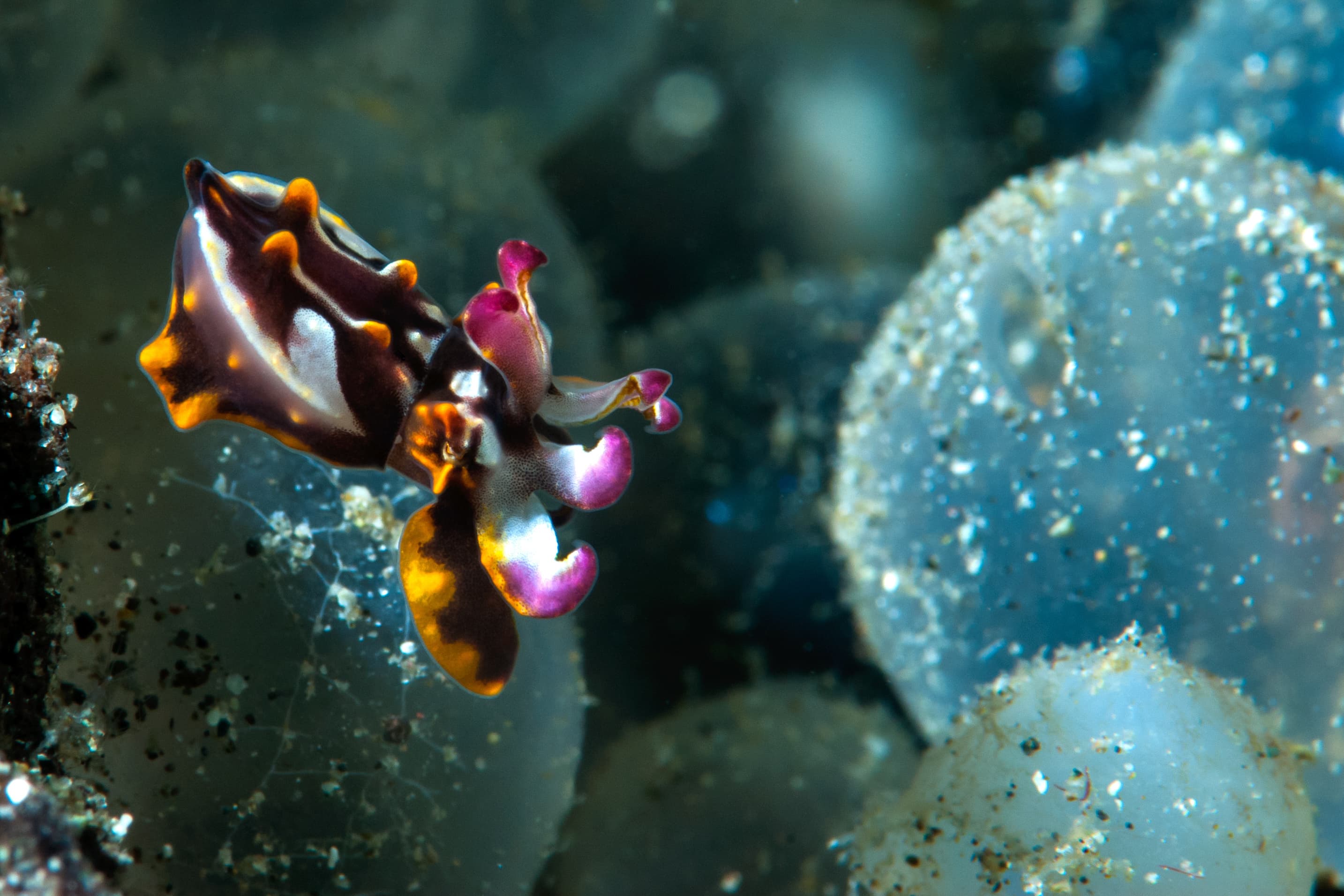 Juvenile Flamboyant Cuttlefish