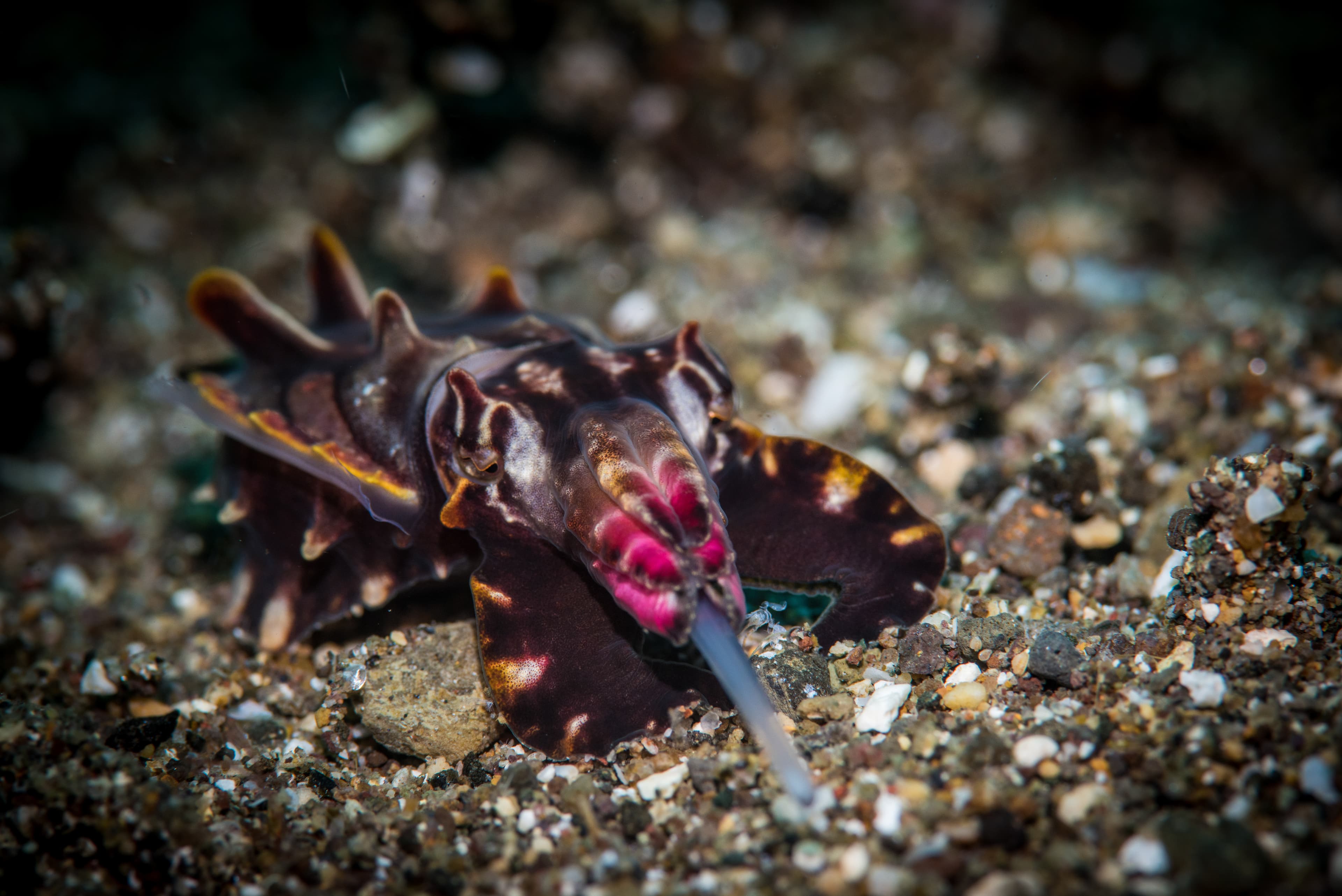 Flamboyant Cuttlefish feeding