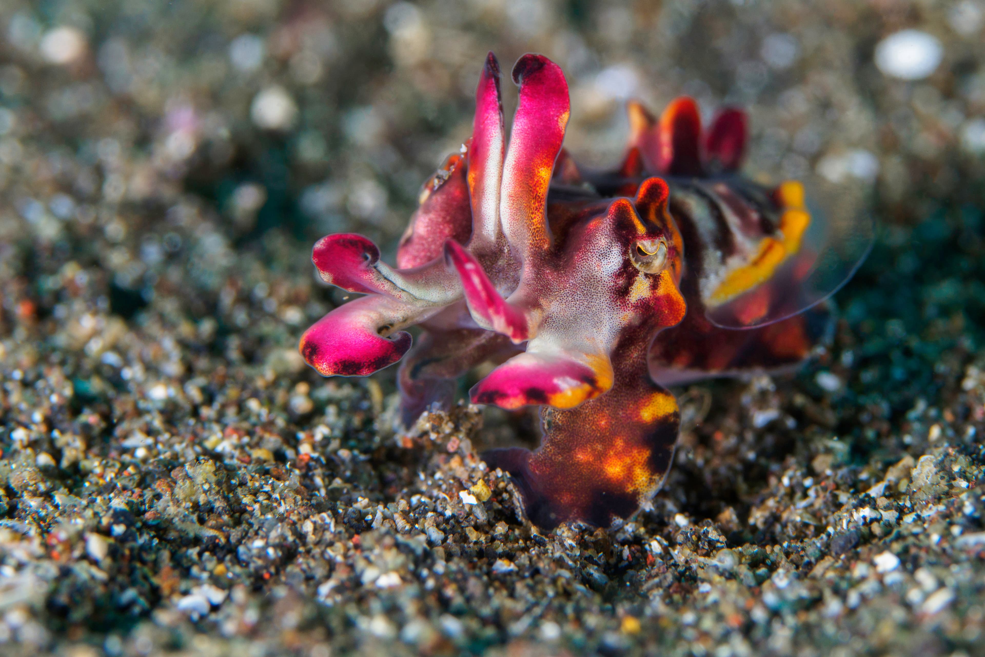 Colorful Flamboyant Cuttlefish (Ascarosepion pfefferi)