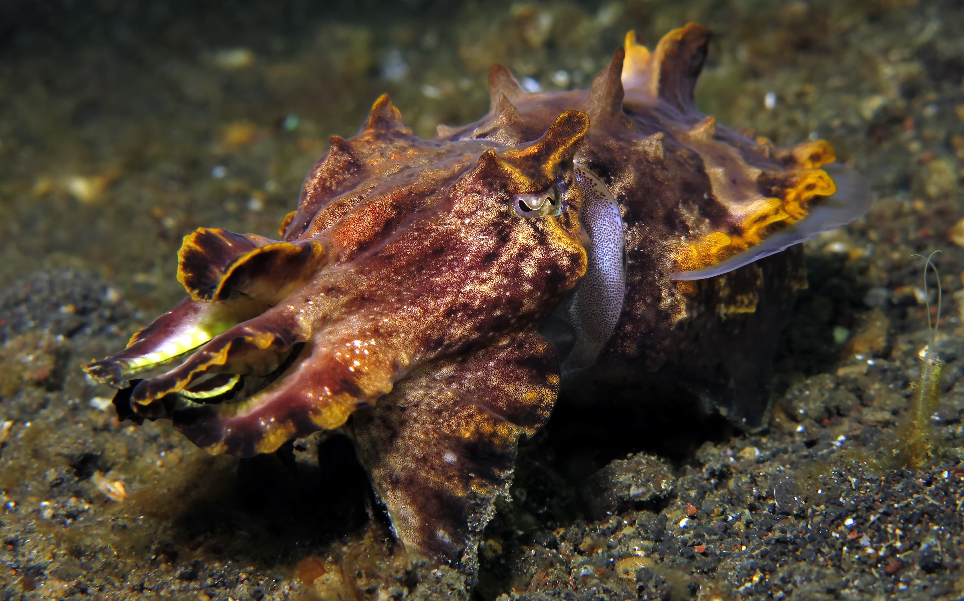 Underwater world - Flamboyant Cuttlefish - Lembeh strait, Indonesia