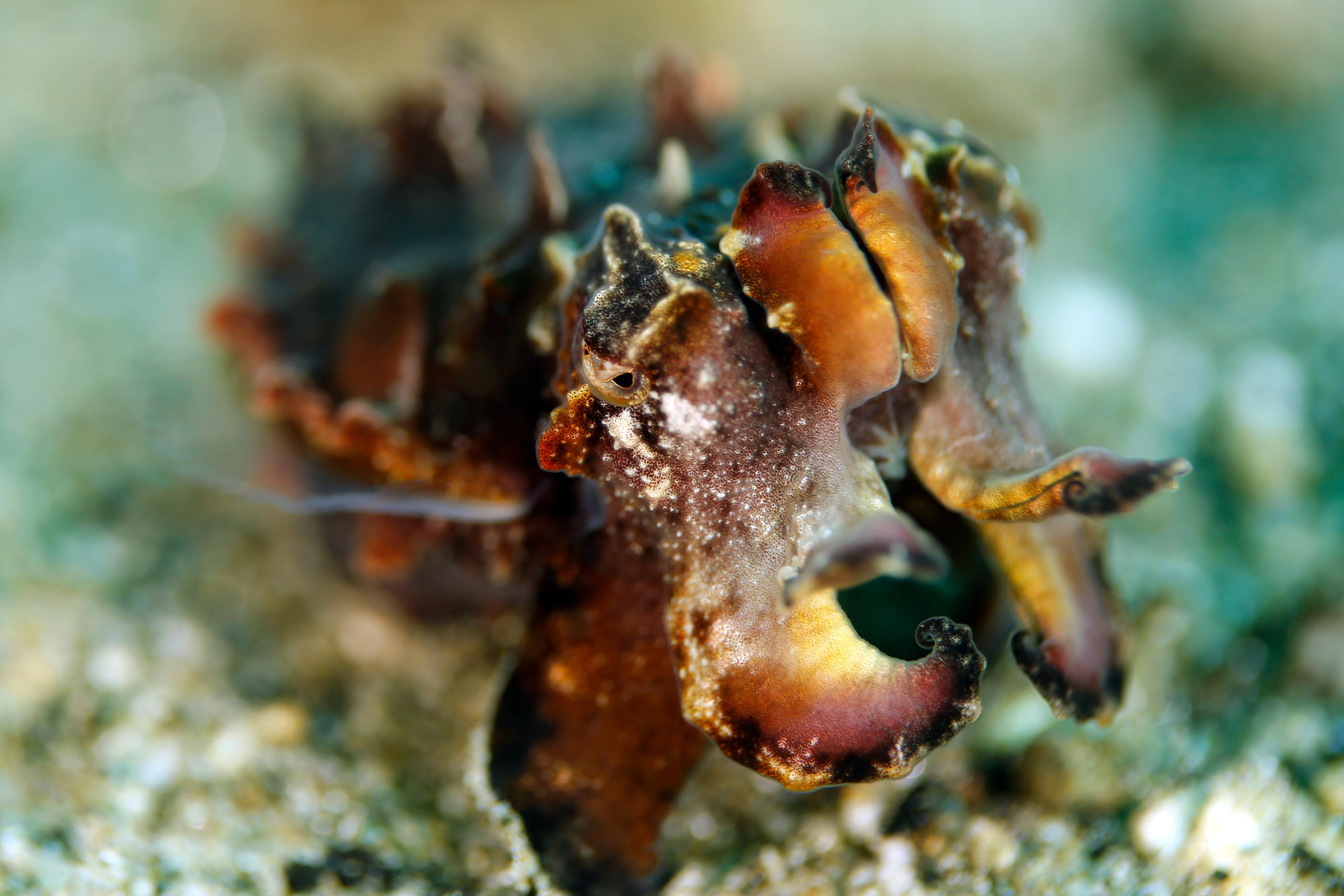 Close-up of a Flamboyant Cuttlefish (Ascarosepion pfefferi), Ambon, Indonesia