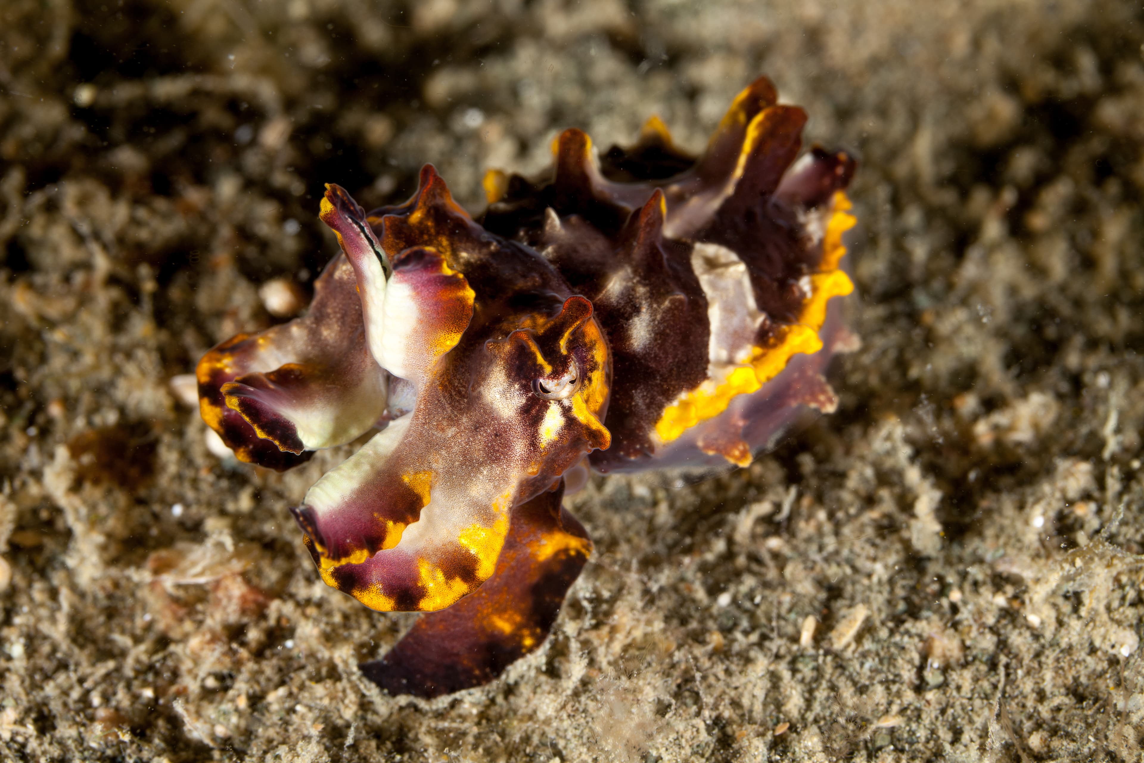 Flamboyant Cuttlefish (Ascarosepion pfefferi)