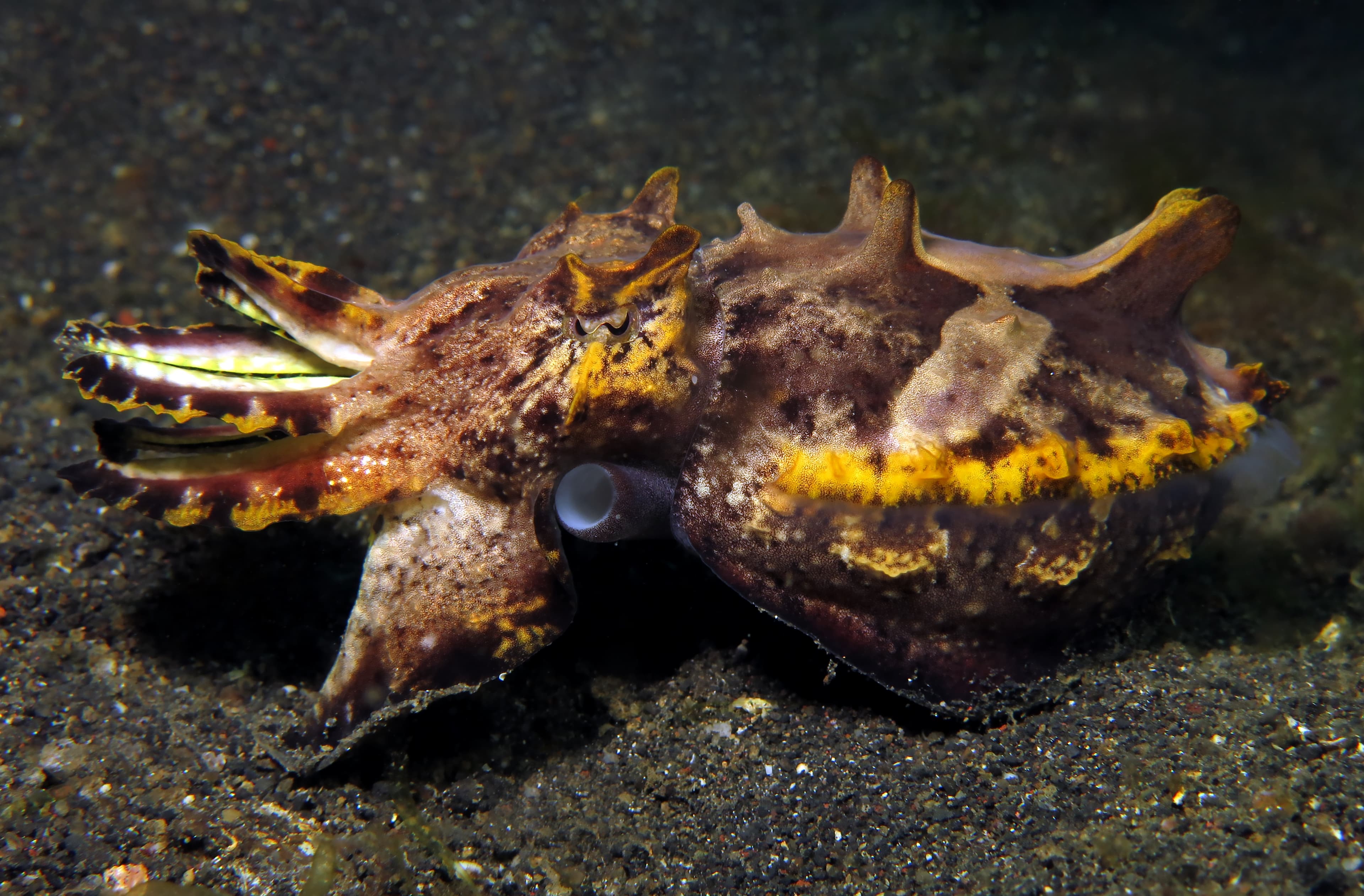 Underwater world - Flamboyant Cuttlefish - Lembeh strait, Indonesia