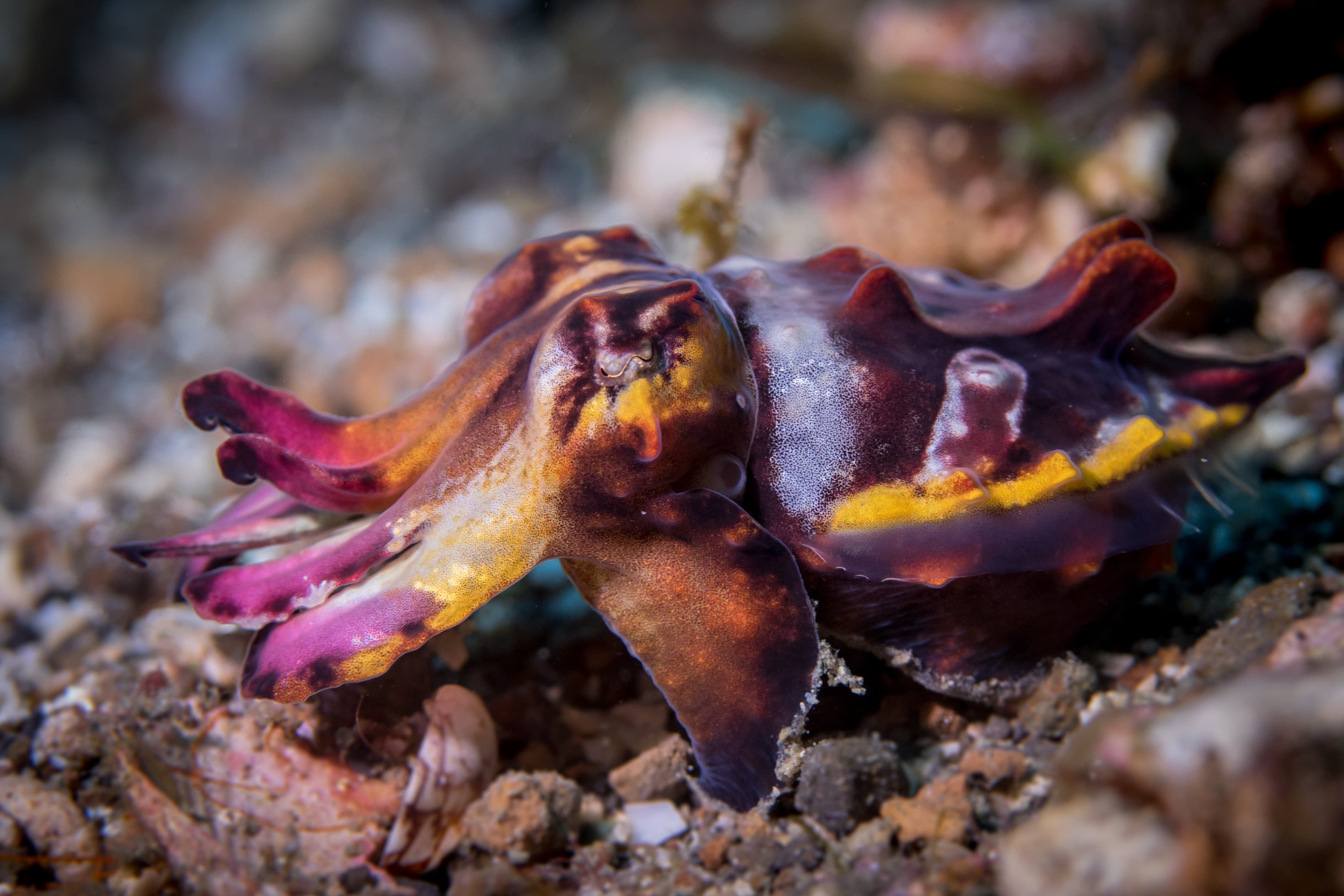 Flamboyant Cuttlefish (Ascarosepion pfefferi) with flamboyant colors