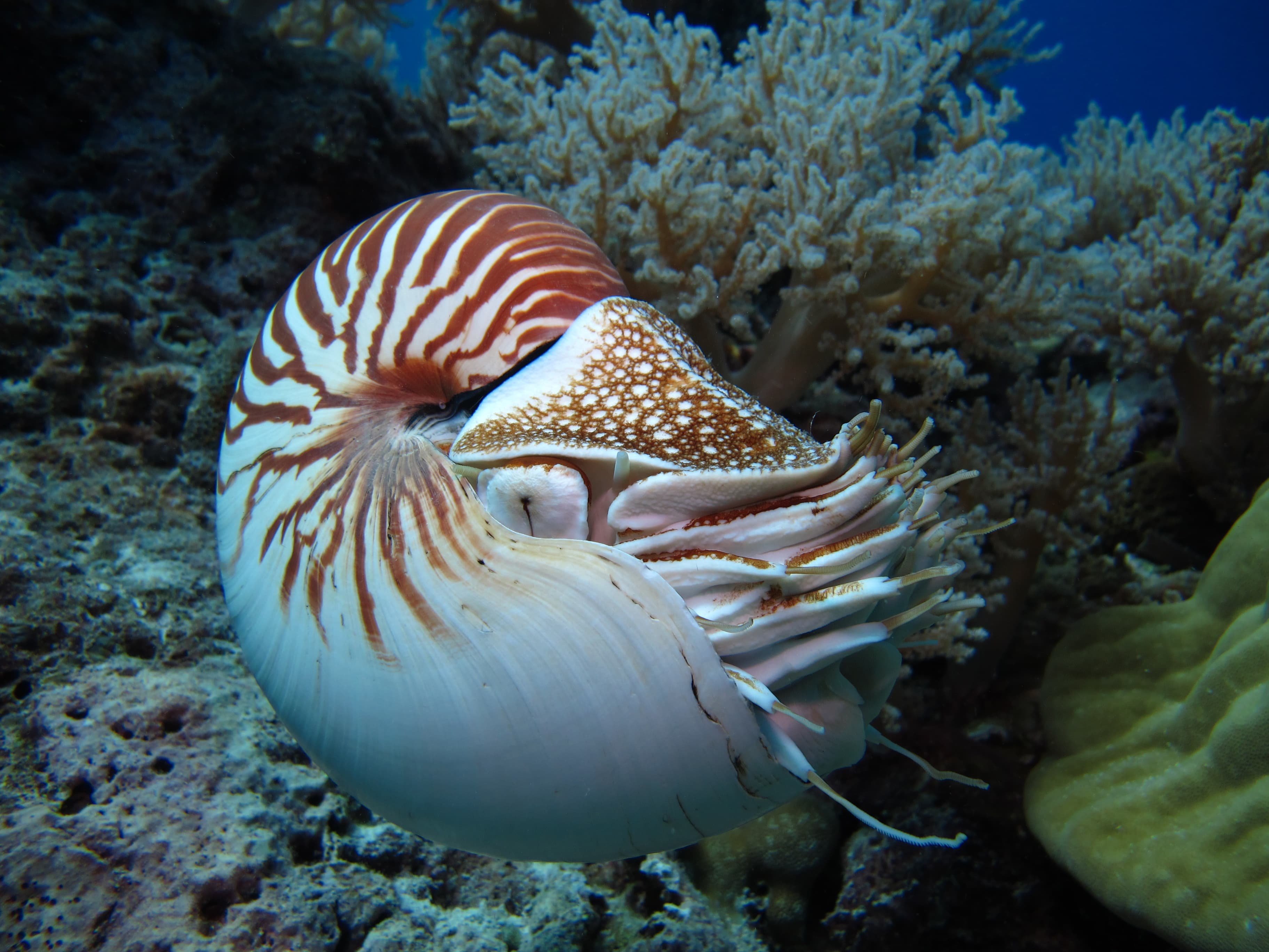 Incredible underwater world - Chambered Nautilus (Nautilus pompilius) in Palau