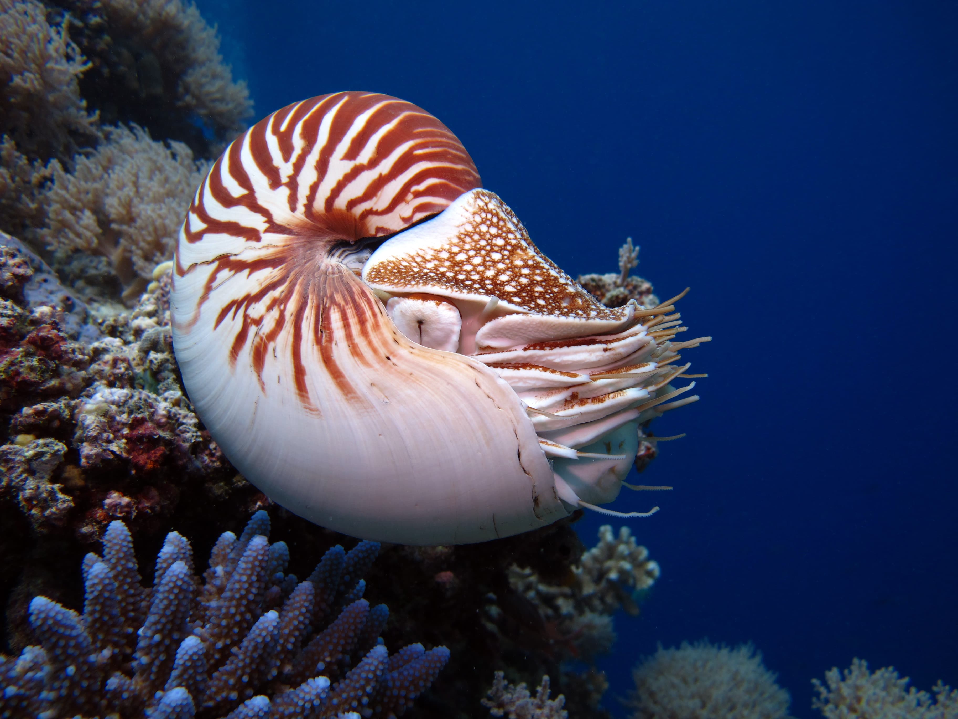 Incredible underwater world - Chambered Nautilus (Nautilus pompilius) in Palau