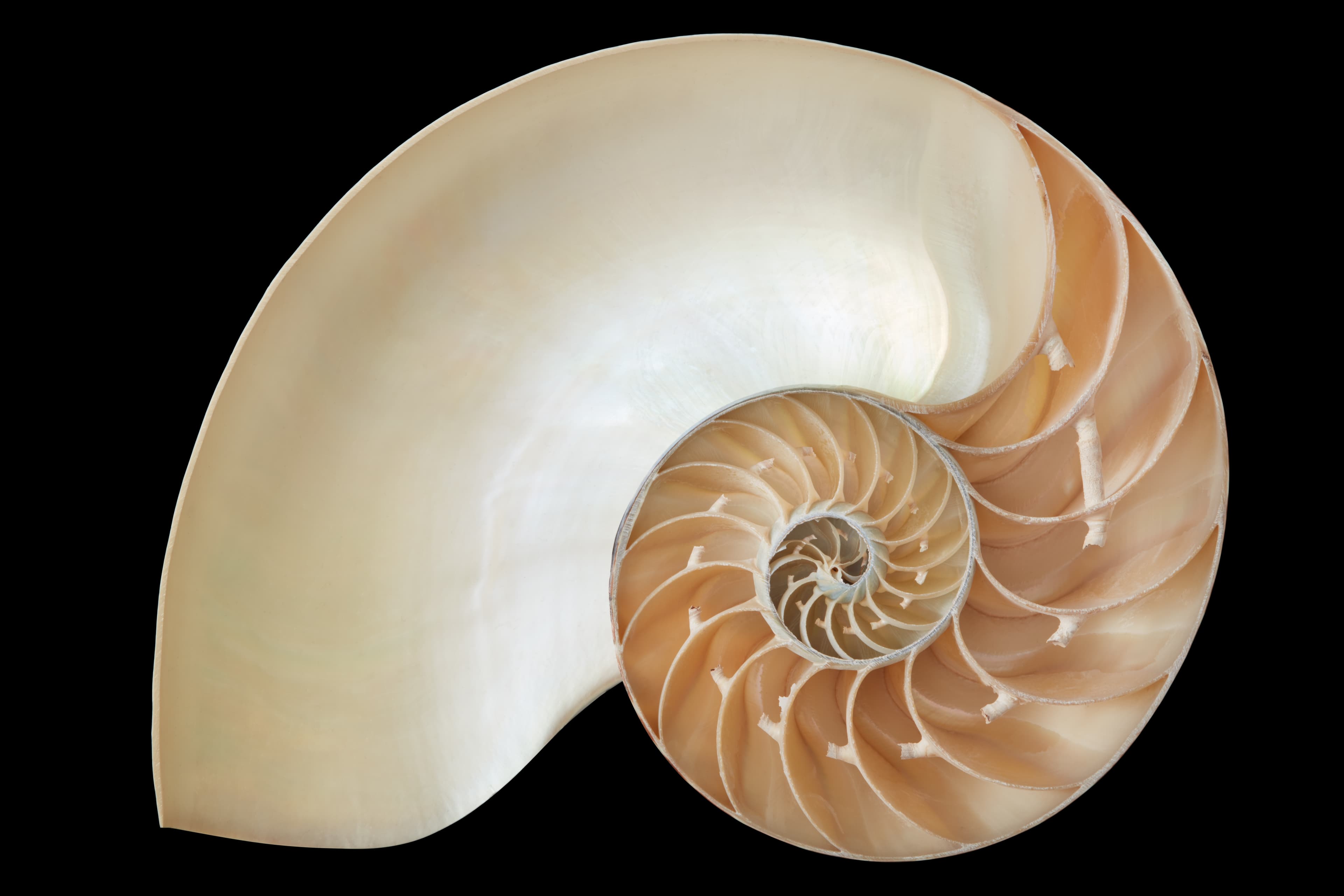 Chambered Nautilus shell's perfect logarithmic spiral geometry, often associated with the golden ratio