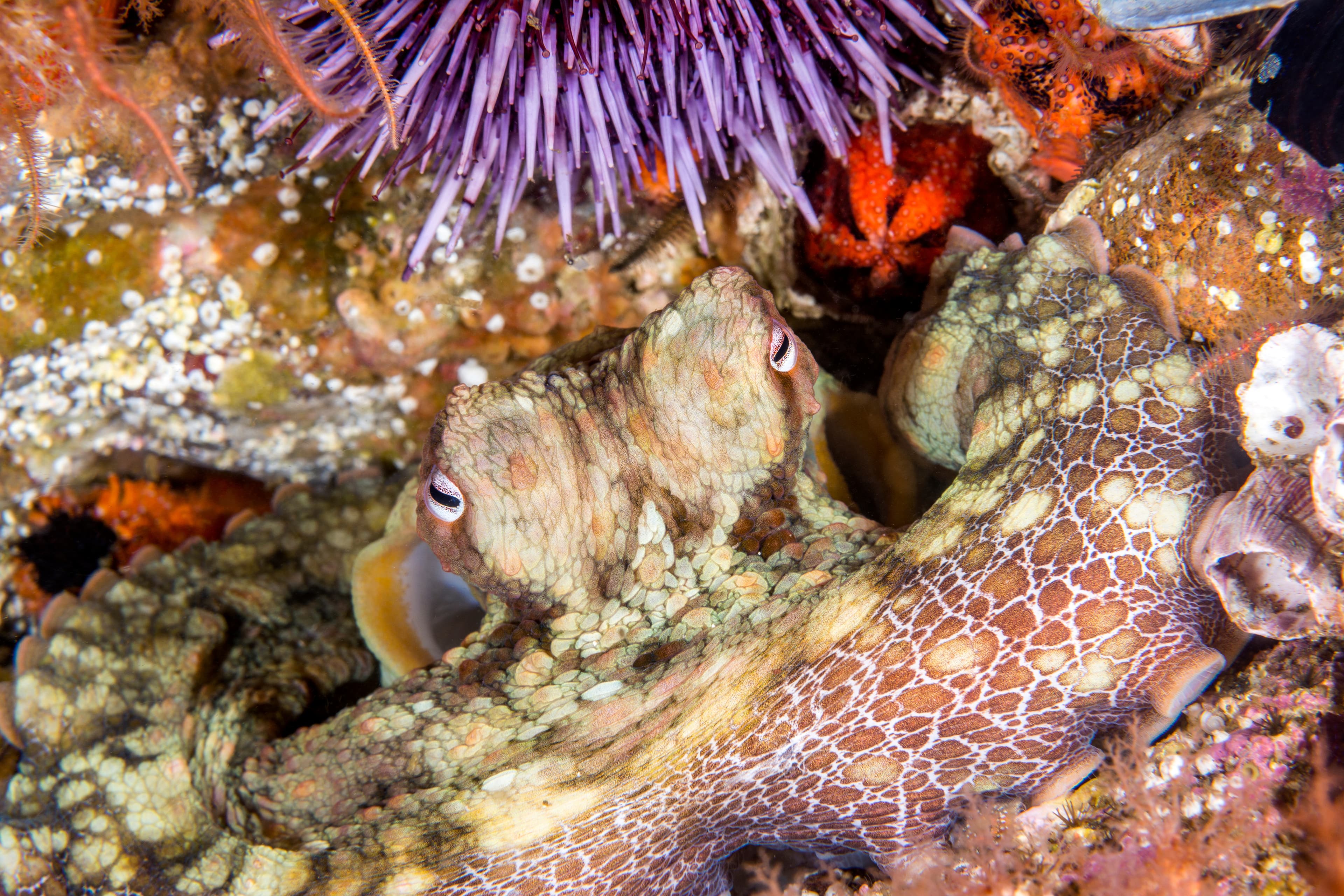 California Two-spot Octopus resting in crevice