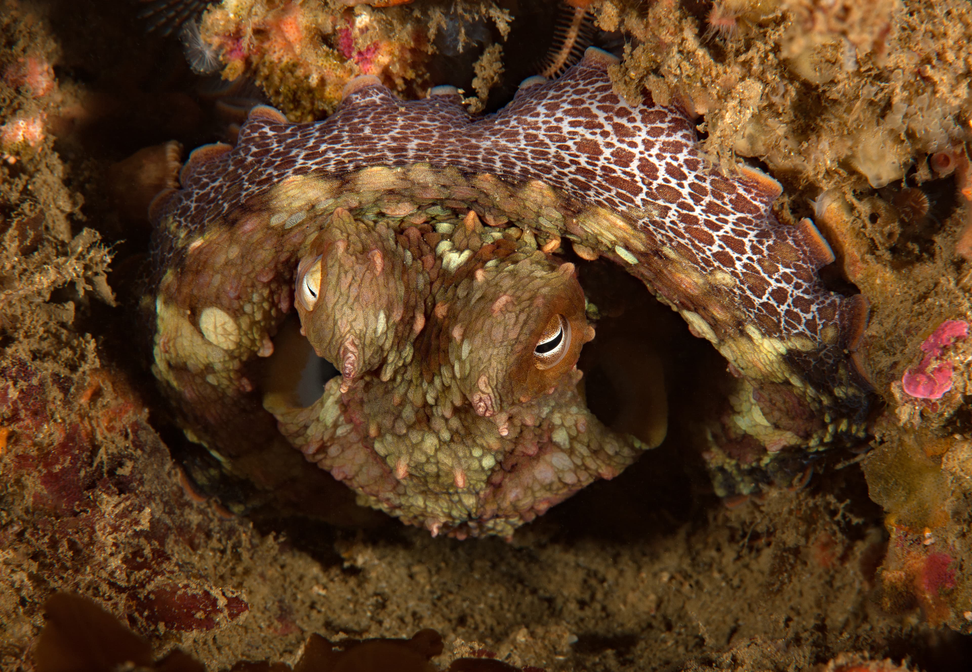 California Two-spot Octopus (Octopus bimaculatus)