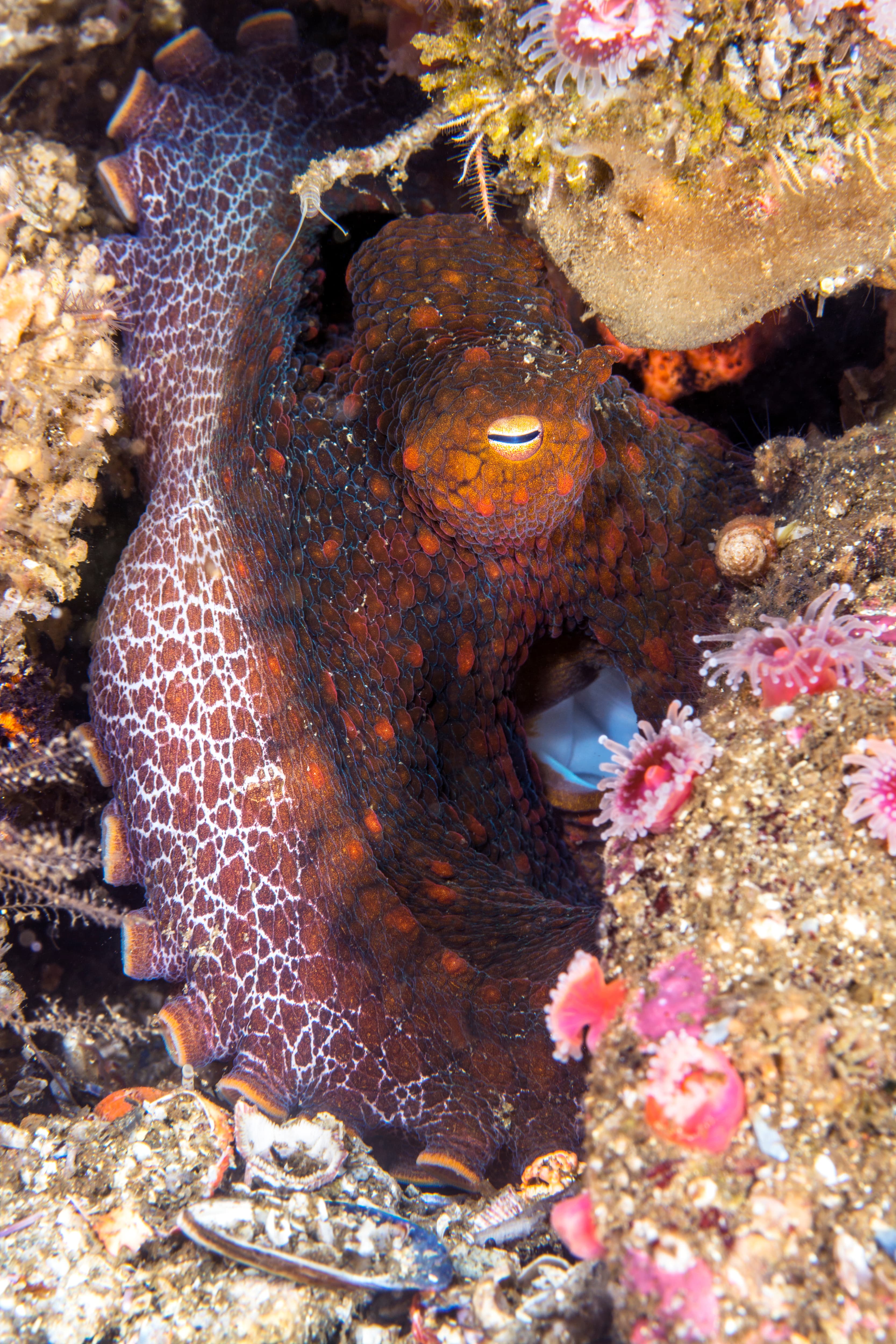 California Two-spot Octopus resting in crevice