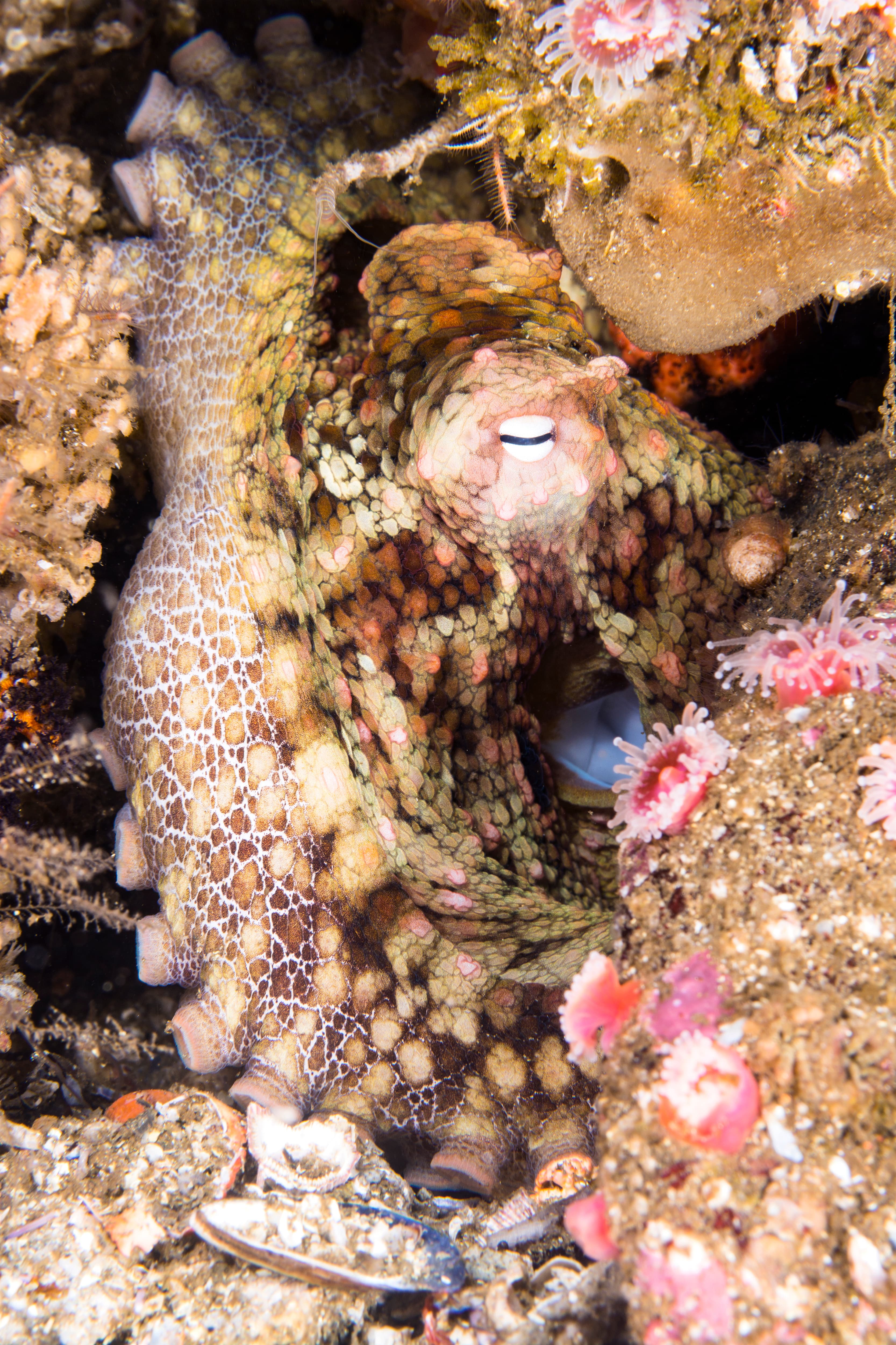 California Two-spot Octopus resting in crevice