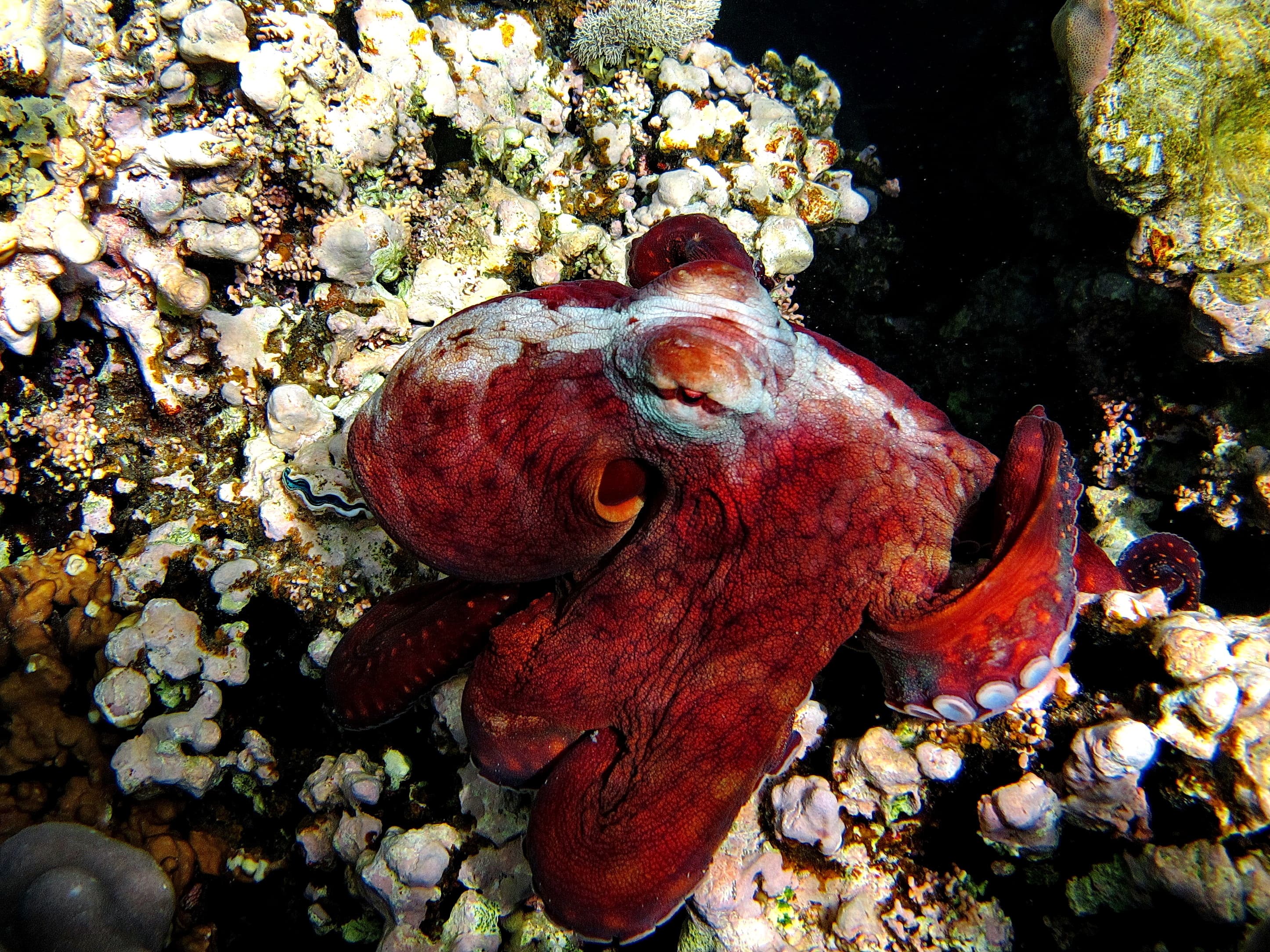 Day Octopus or Big Blue Octopus on the Red Sea reefs