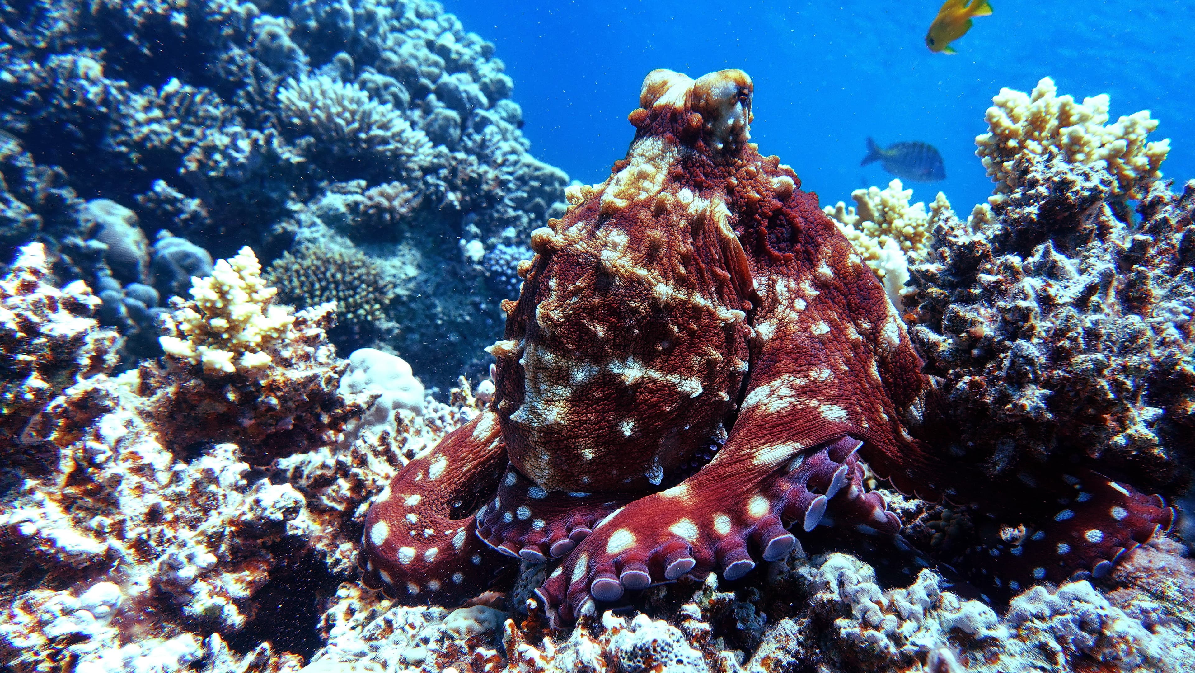 Day Octopus or Big Blue Octopus on the Red Sea reefs