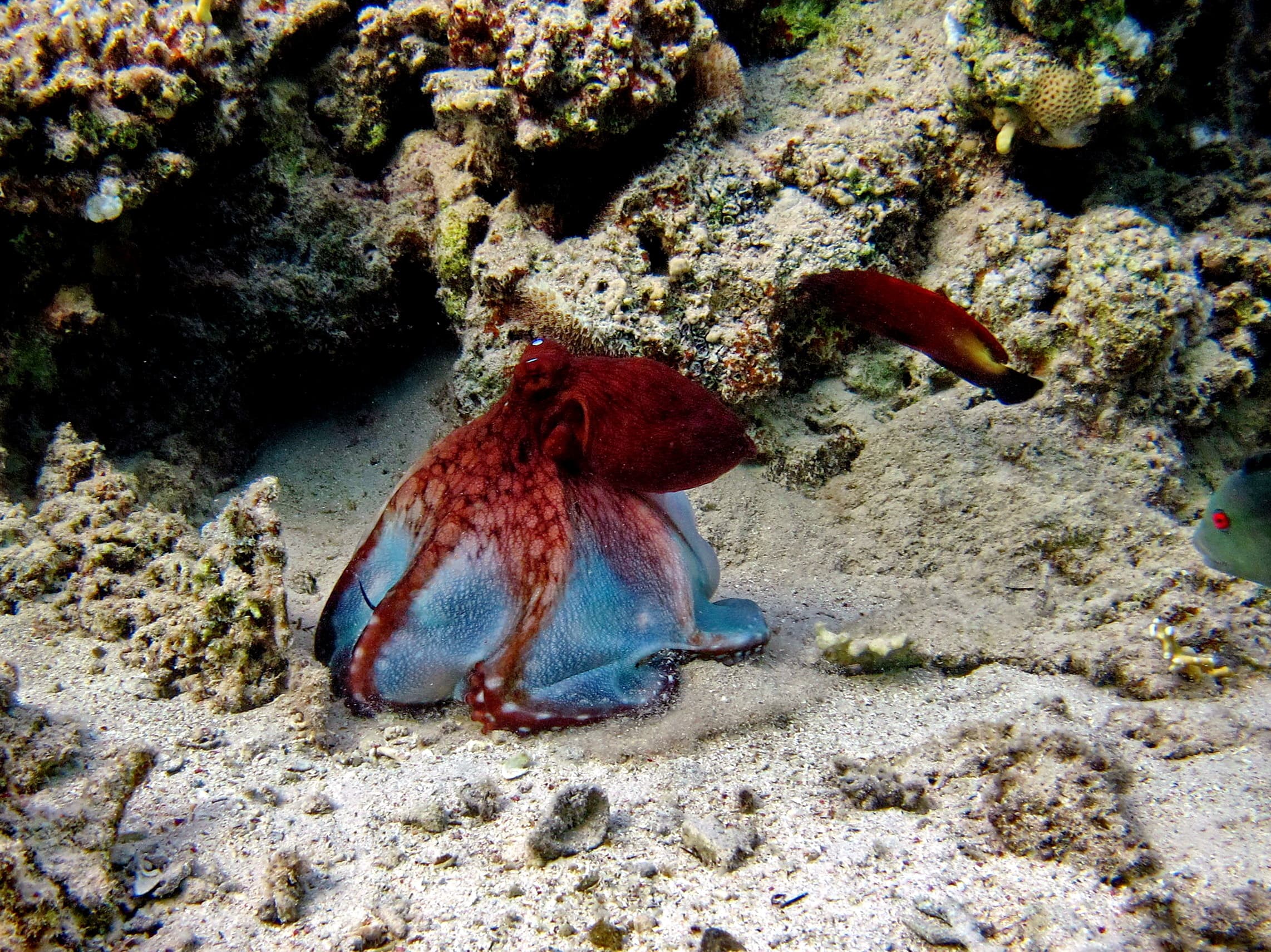 Day Octopus or Big Blue Octopus on the Red Sea reefs