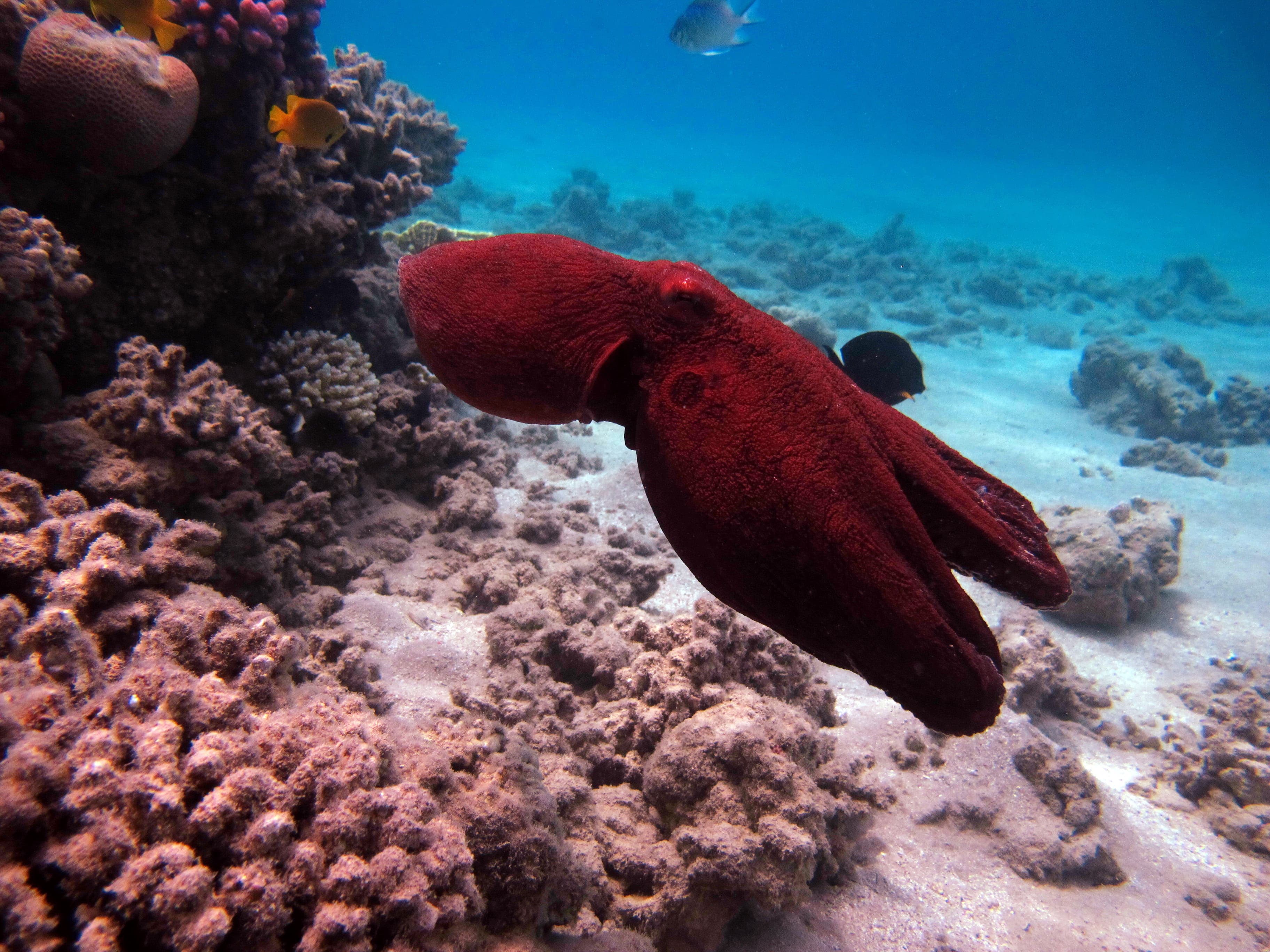 Day Octopus or Big Blue Octopus on the Red Sea reefs