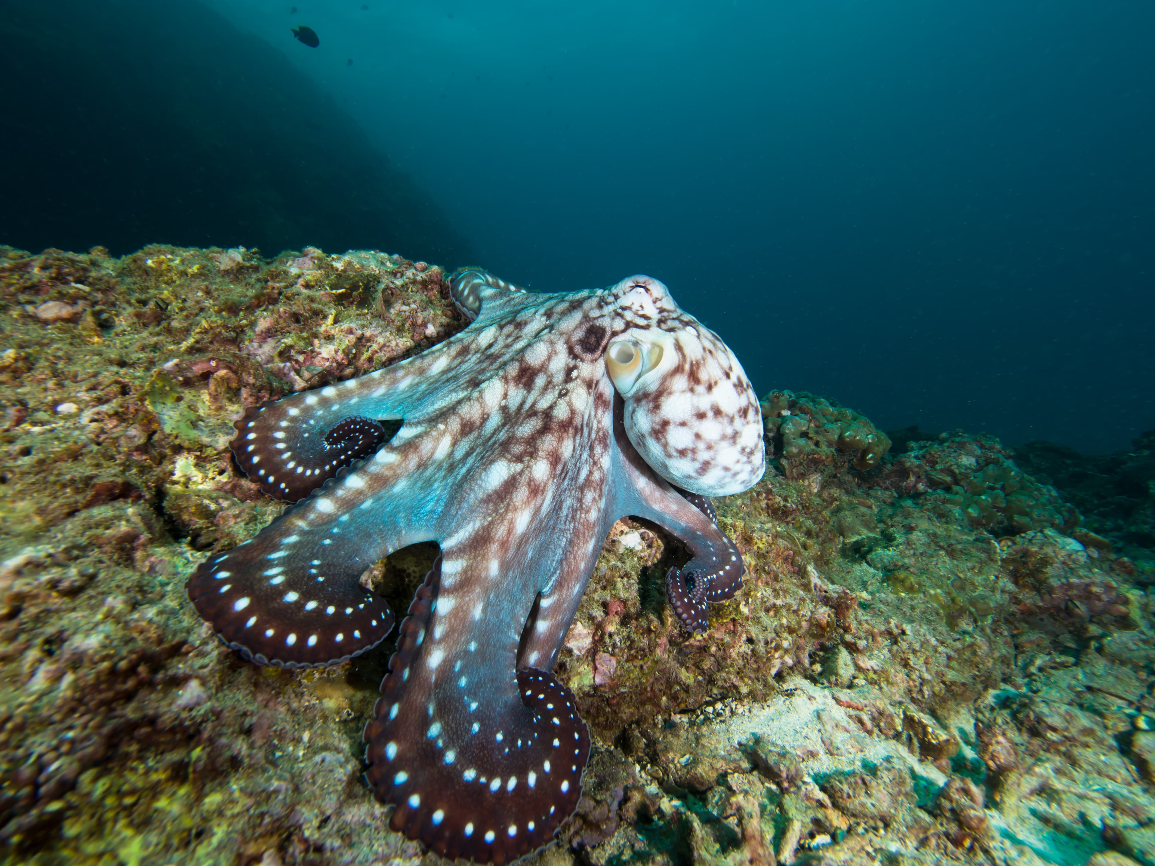 Day Octopus on a coral reef