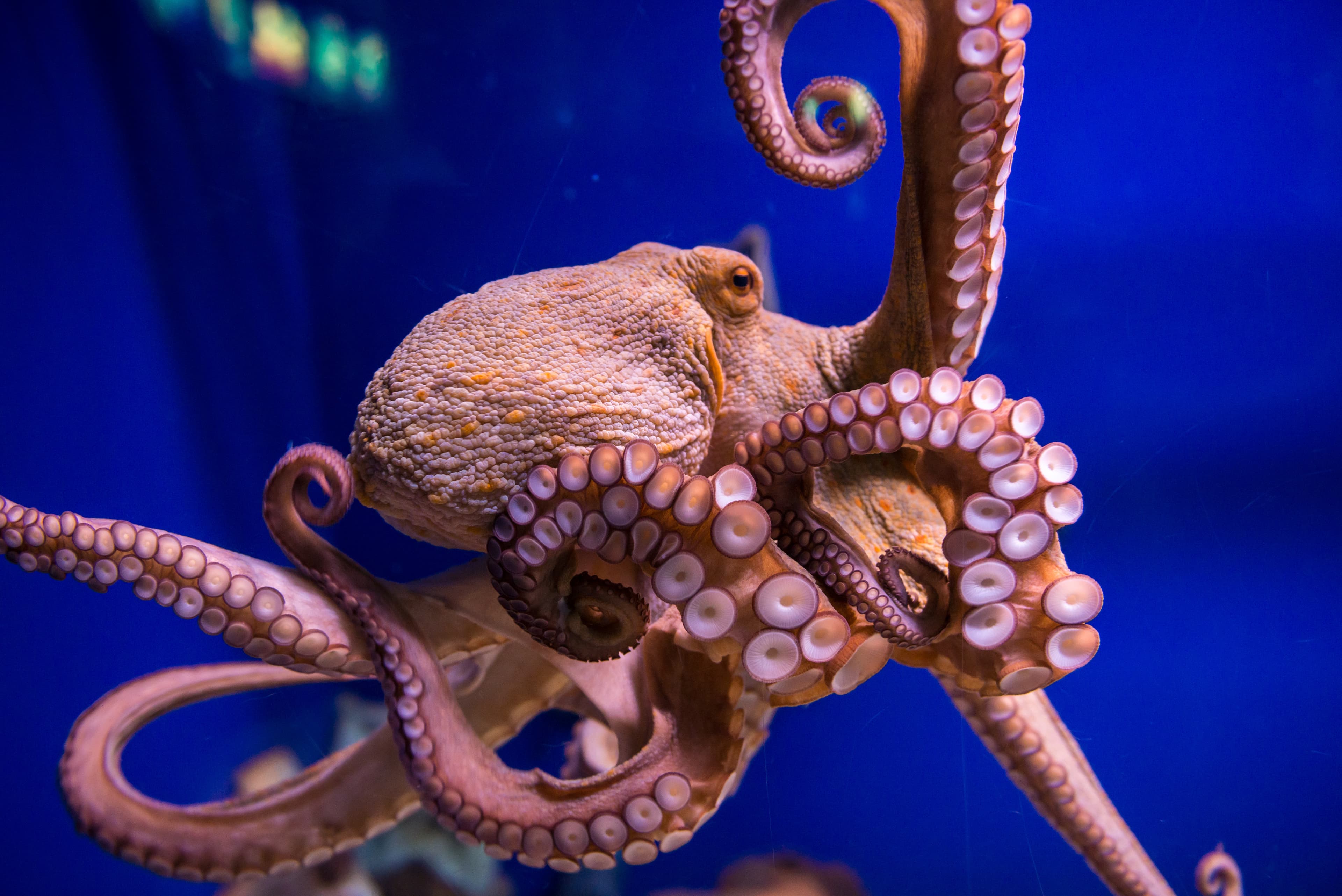 Common Octopus in large saltwater aquarium