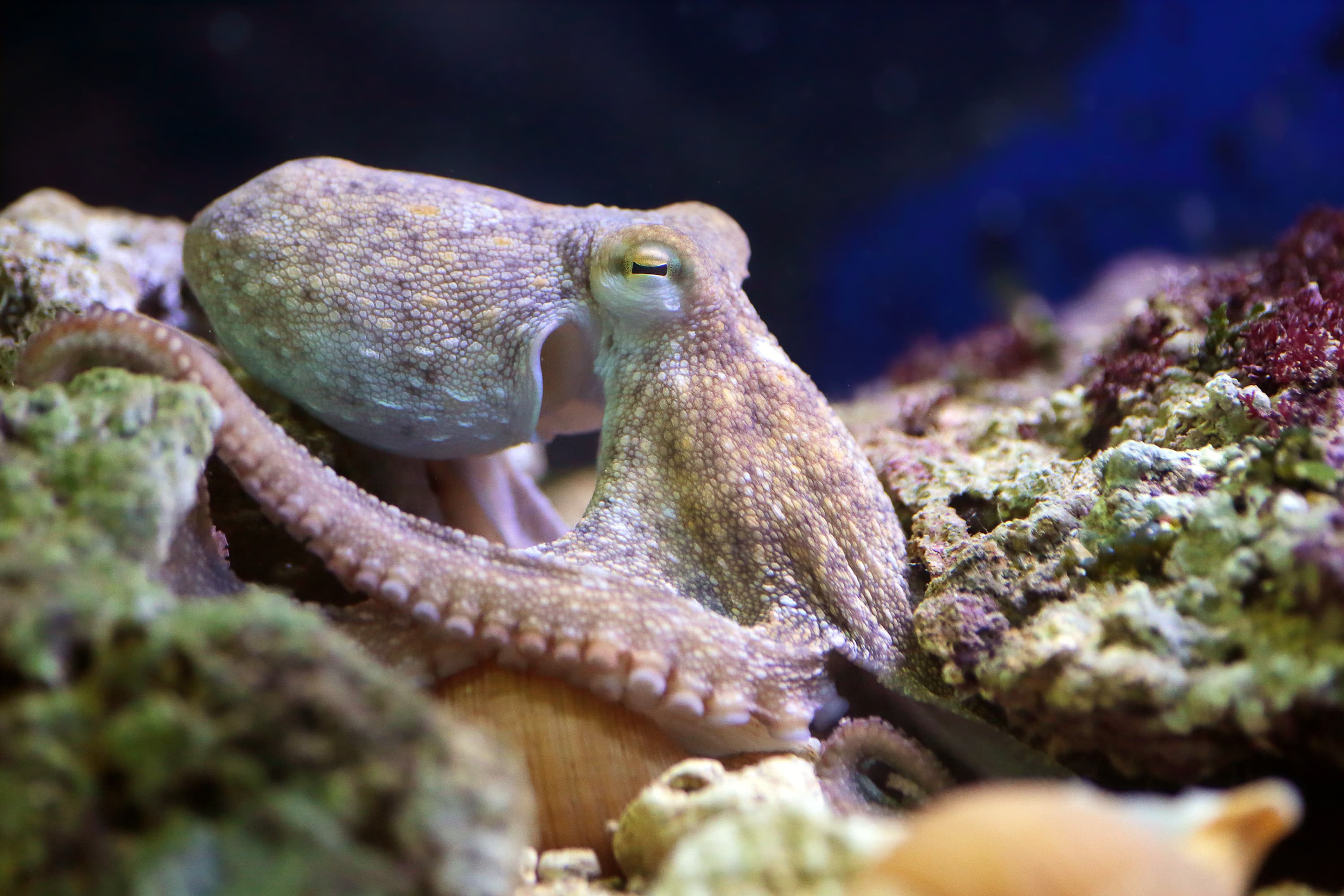 Common Octopus resting on a reef