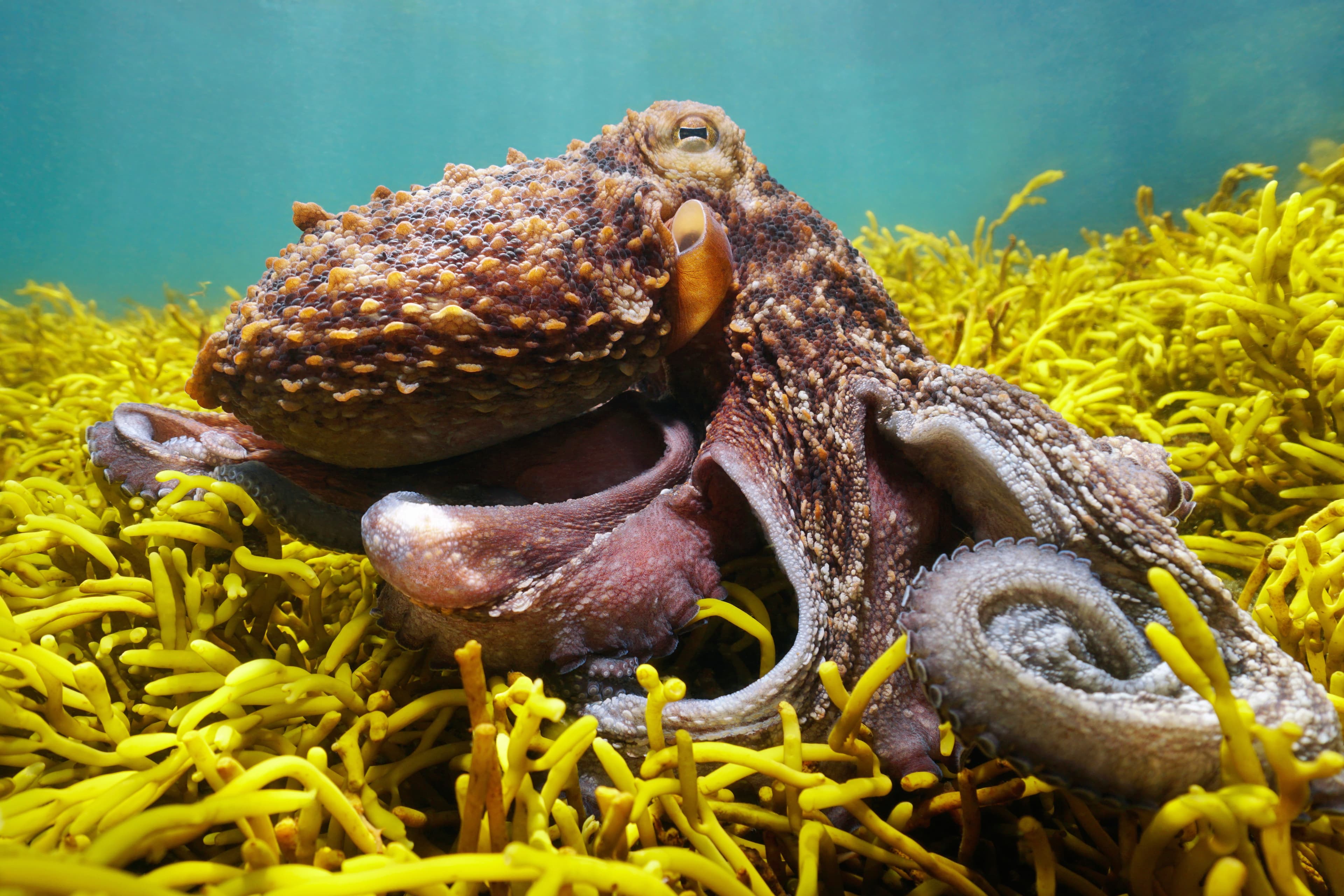 Common Octopus (Octopus vulgaris) in the ocean with algae Bifurcaria bifurcata, Eastern Atlantic, Spain, Galicia