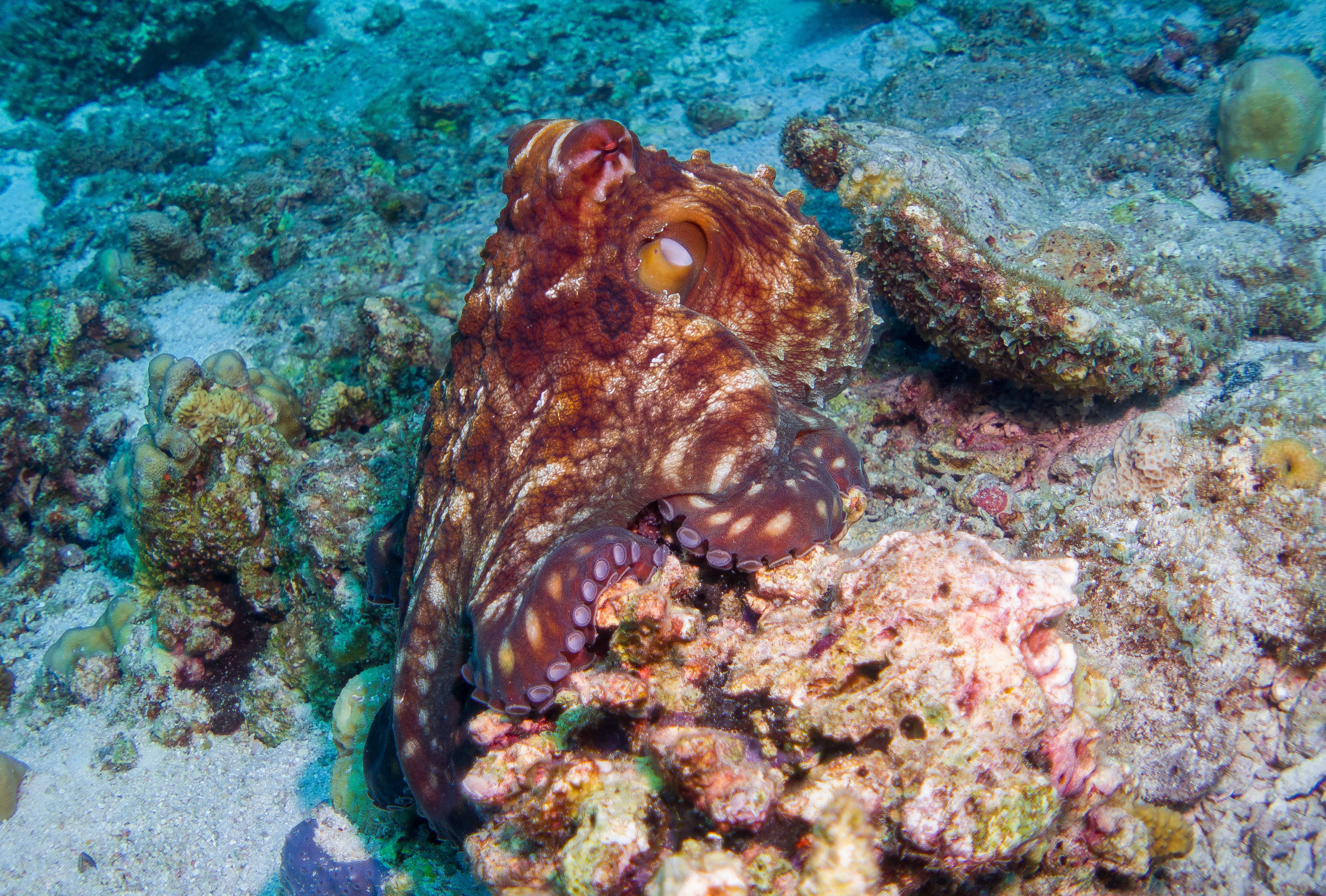 Underwater Life: Common Octopus (Octopus vulgaris) underwater foto in the Maldives