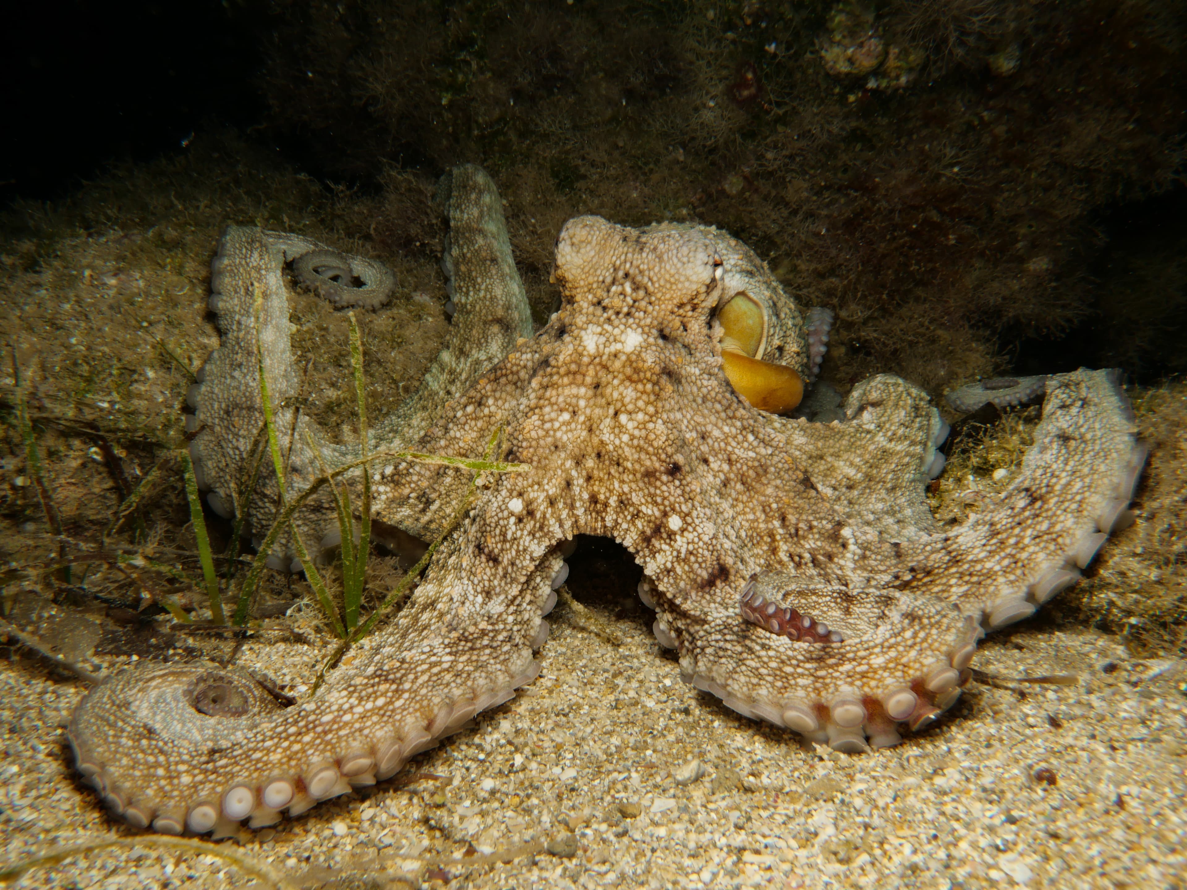 Common Octopus from the Mediterranean Sea