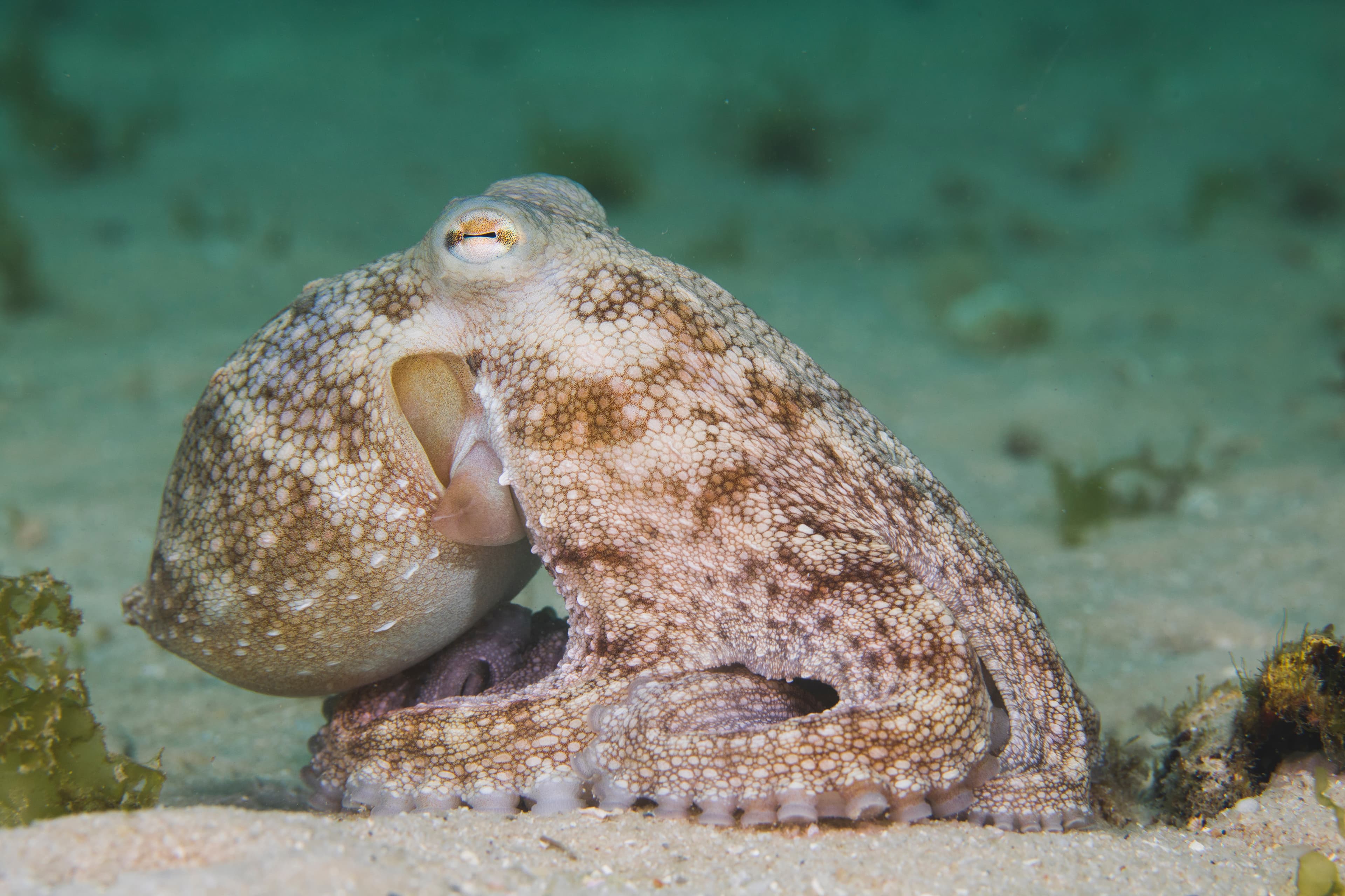 Side view of a Common Octopus (Octopus vulgaris) sitting on the ocean floor with its arms tucked underneath his body