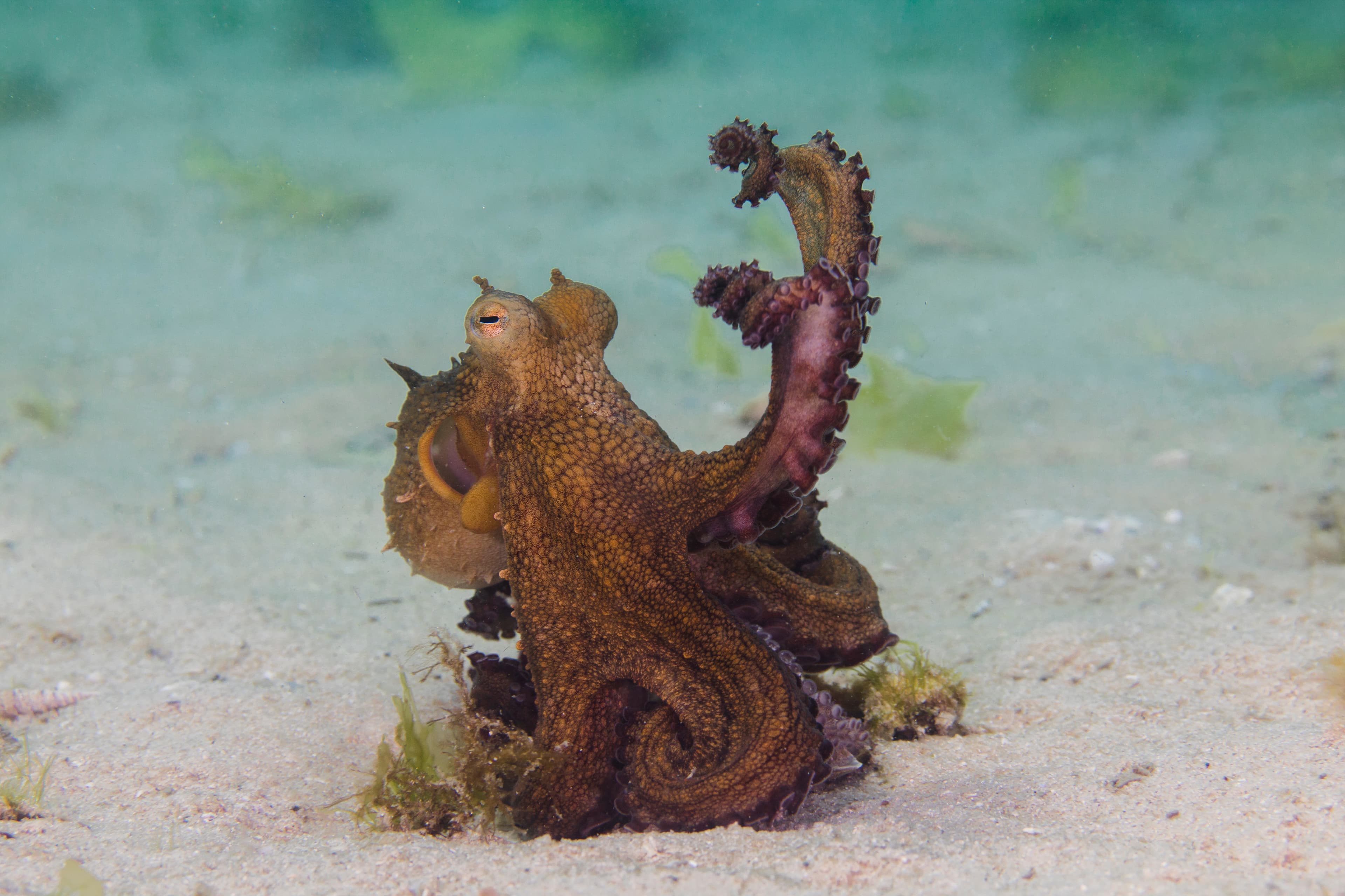 Common Octopus (Octopus vulgaris)