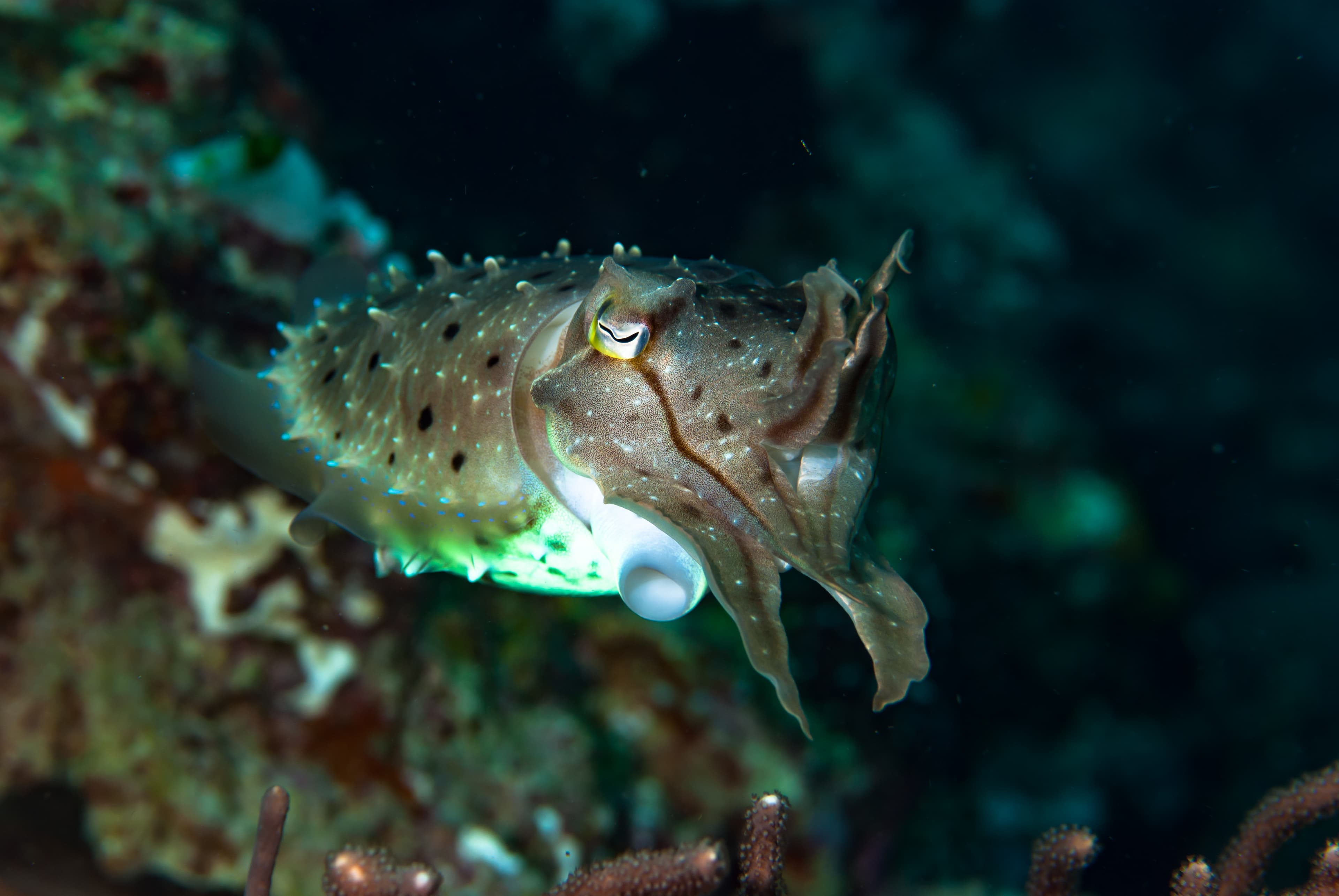 Needle Cuttlefish (Acanthosepion aculeatum)