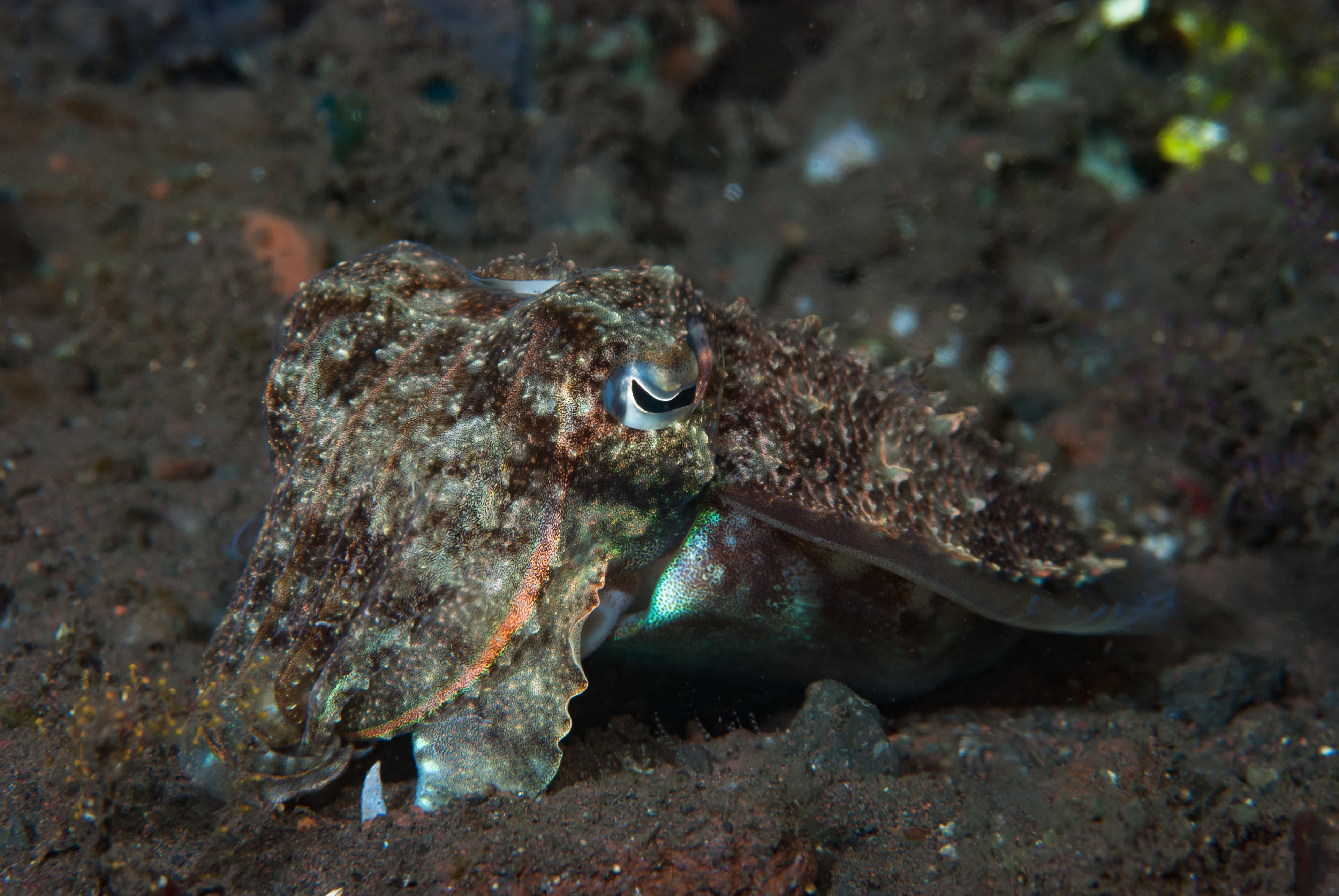 Needle Cuttlefish (Acanthosepion aculeatum)