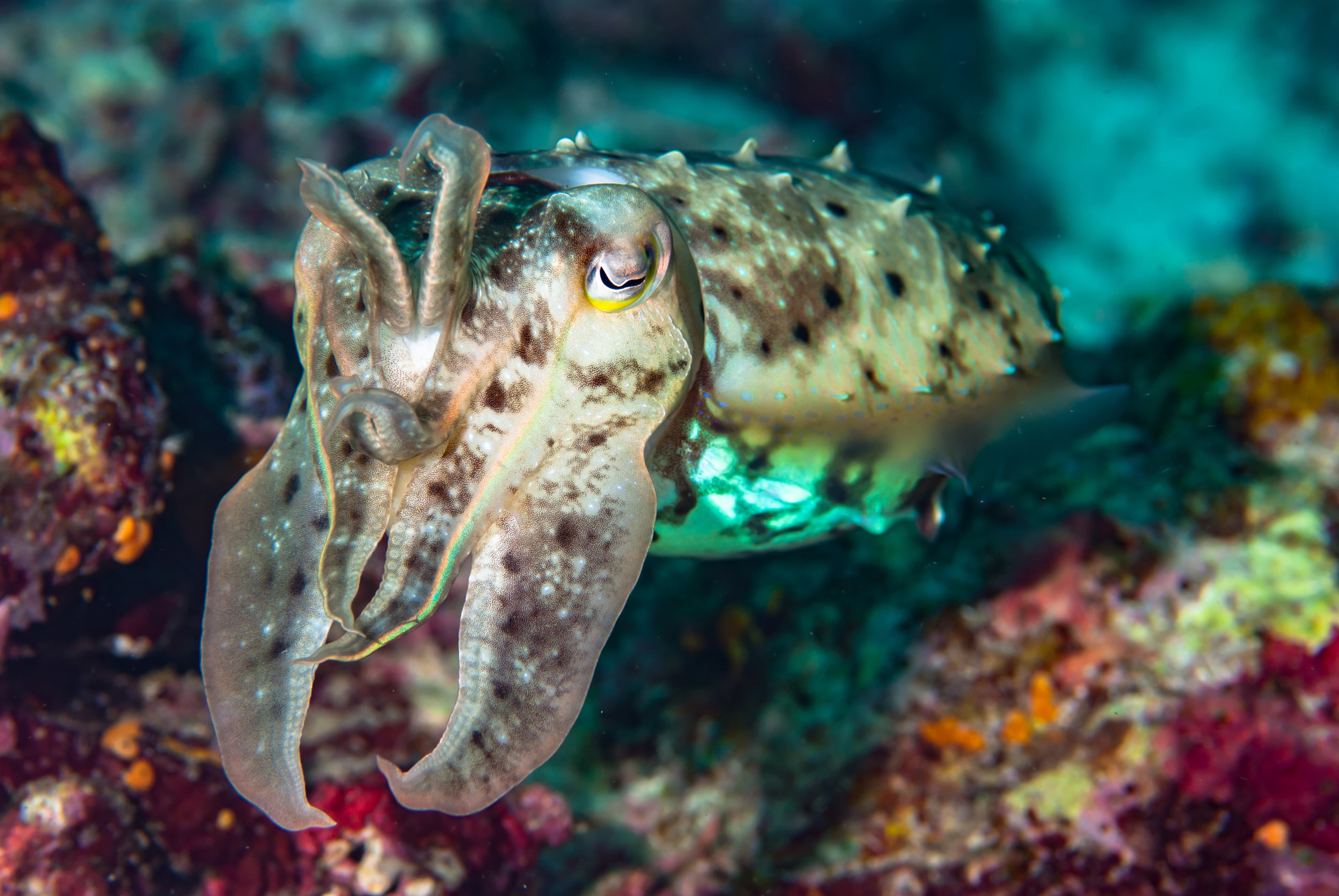 Needle Cuttlefish (Acanthosepion aculeatum)