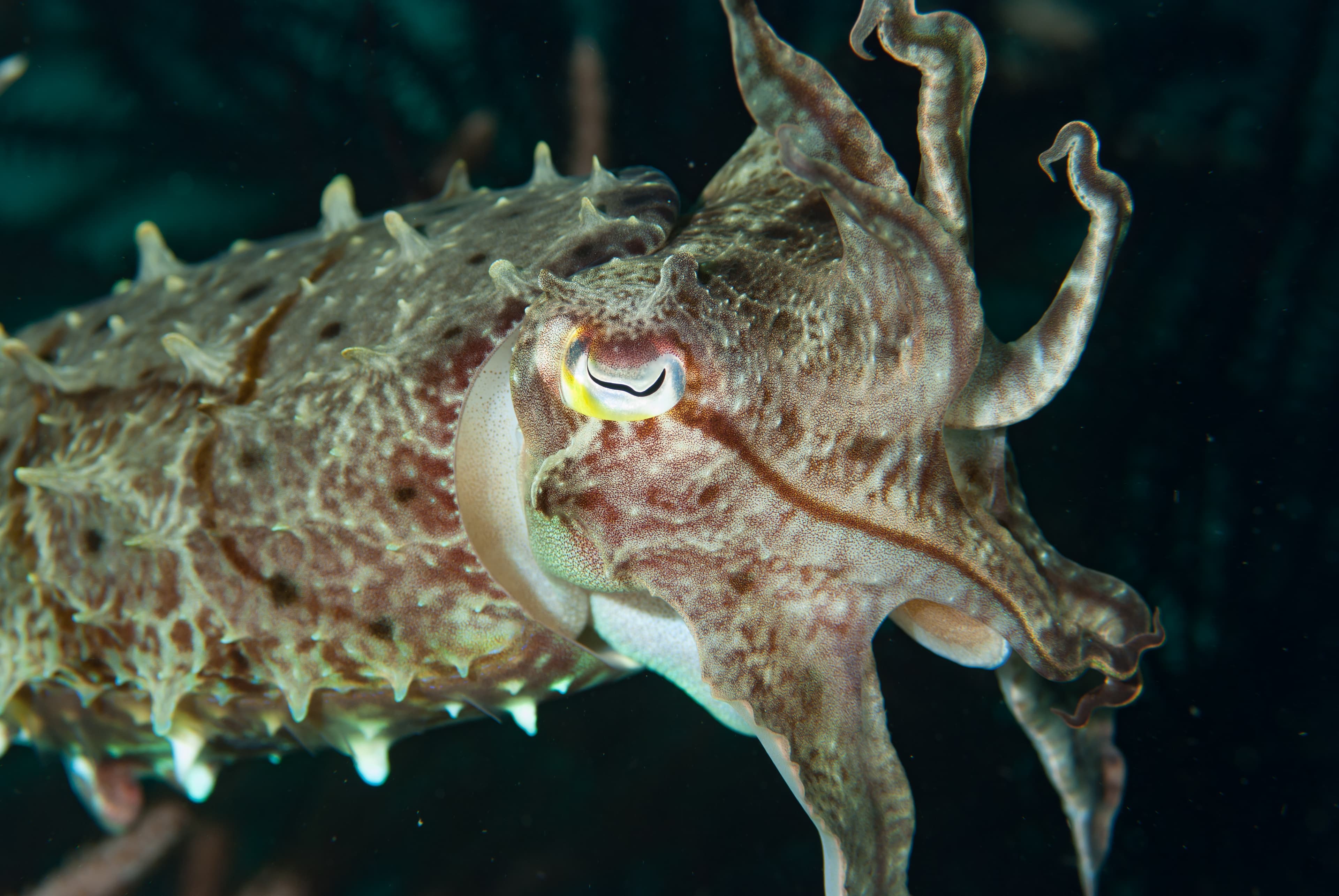 Needle Cuttlefish (Acanthosepion aculeatum)