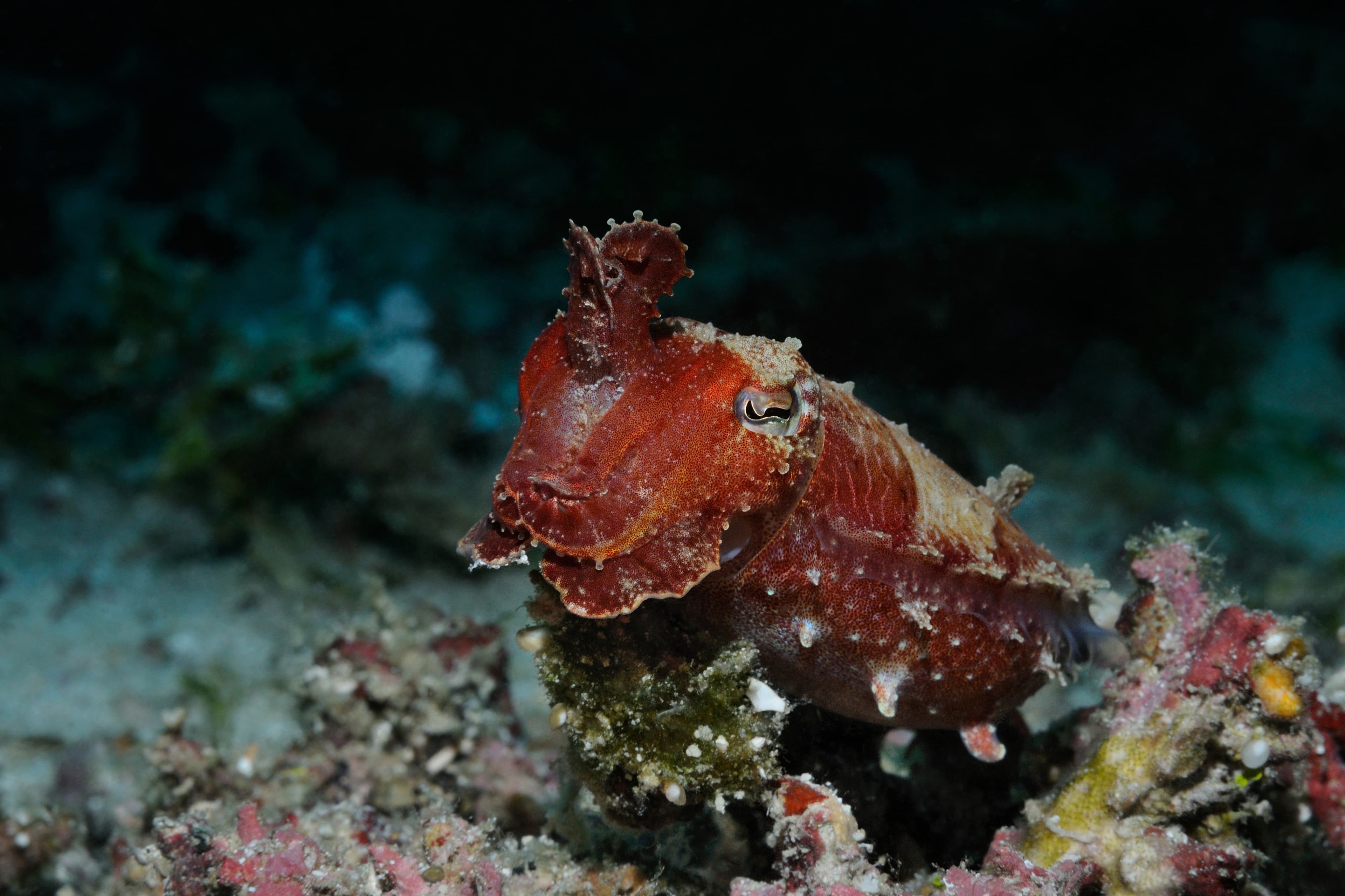 Nervous Needle Cuttlefish (Acanthosepion aculeatum) is hovering over a coral with raised tentacles, Panglao, Philippines