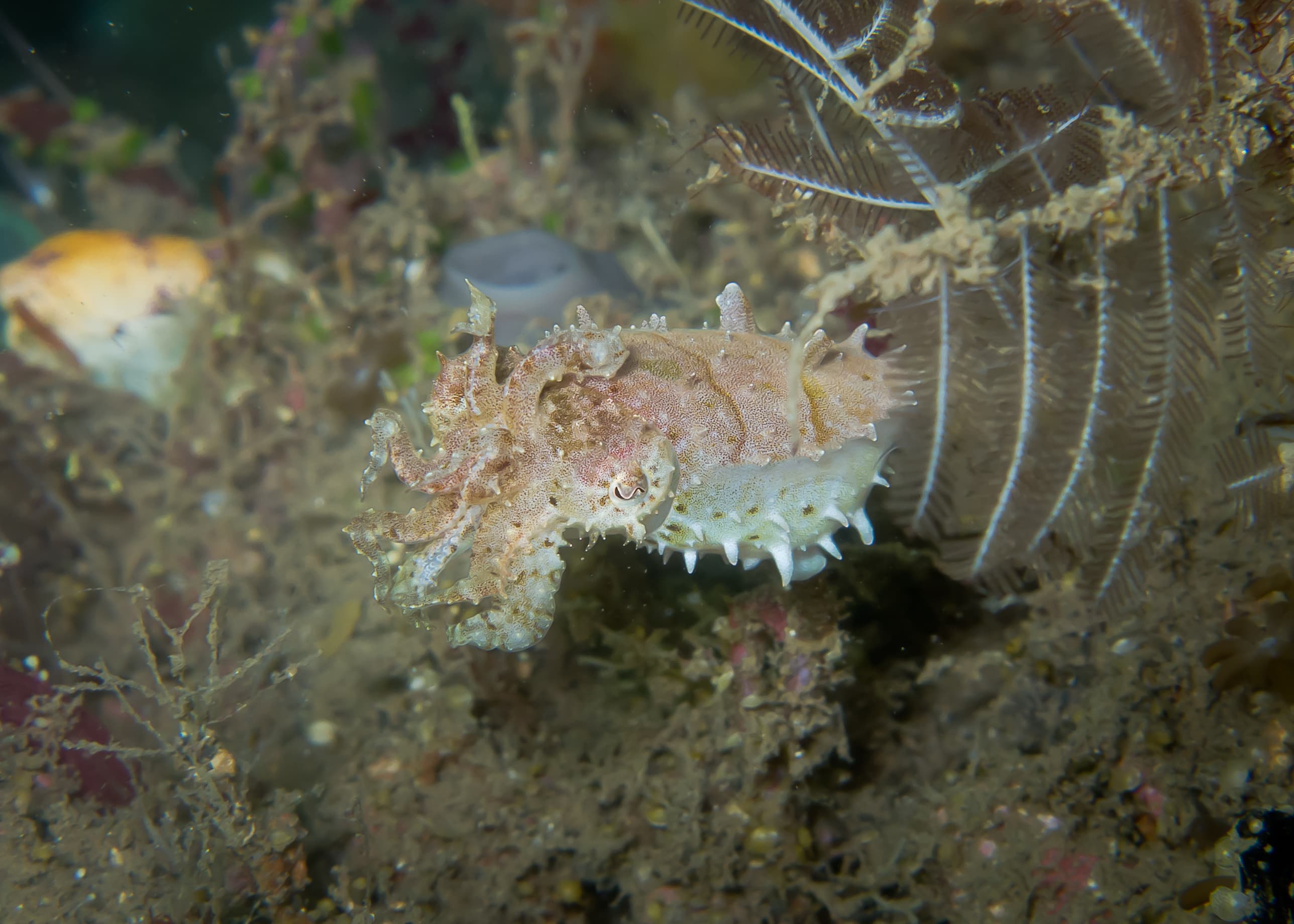 Dwarf Cuttlefish (Ascarosepion bandense) at Lembeh strait, Indonesia