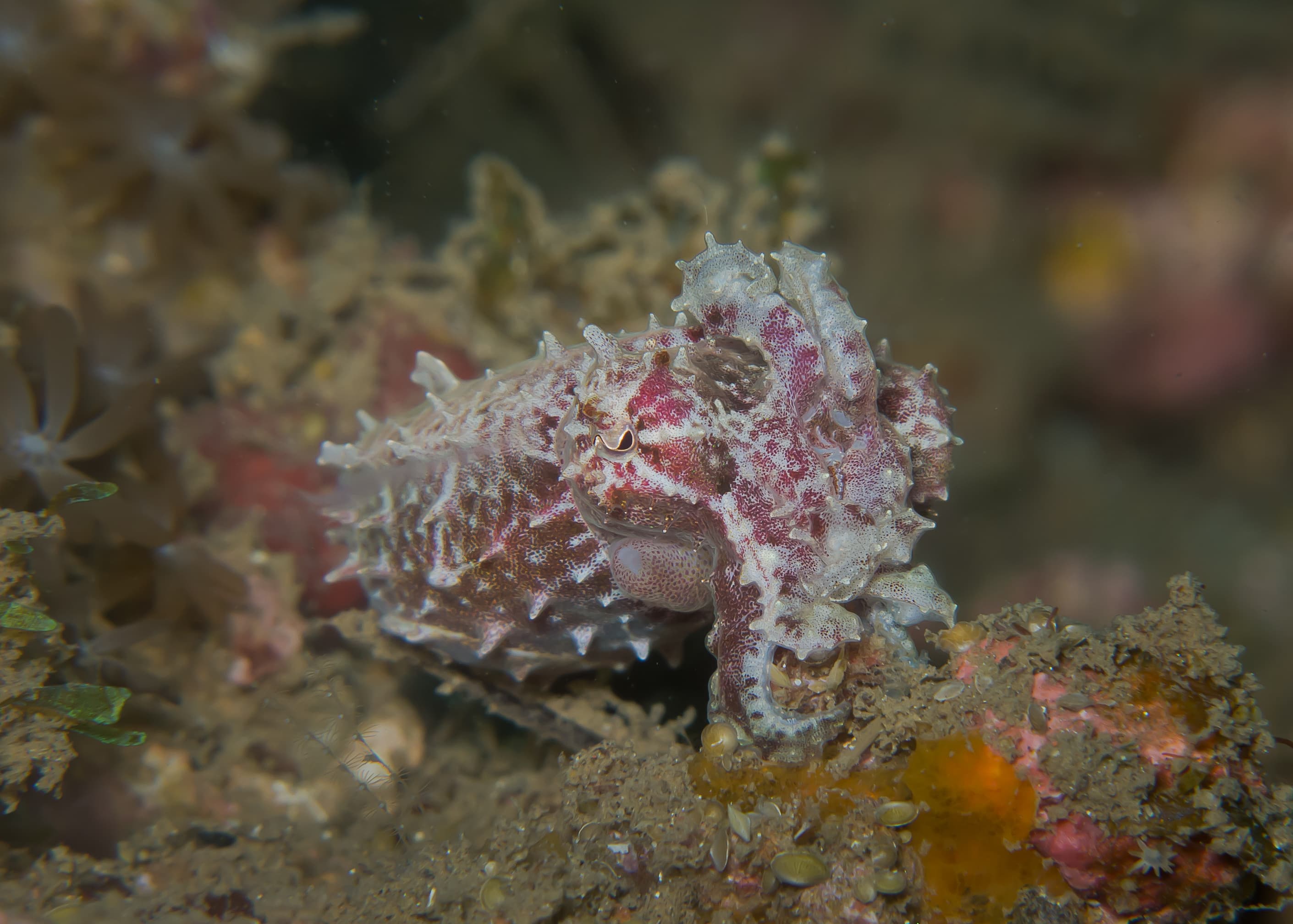 Dwarf Cuttlefish (Ascarosepion bandense) at Lembeh strait, Indonesia