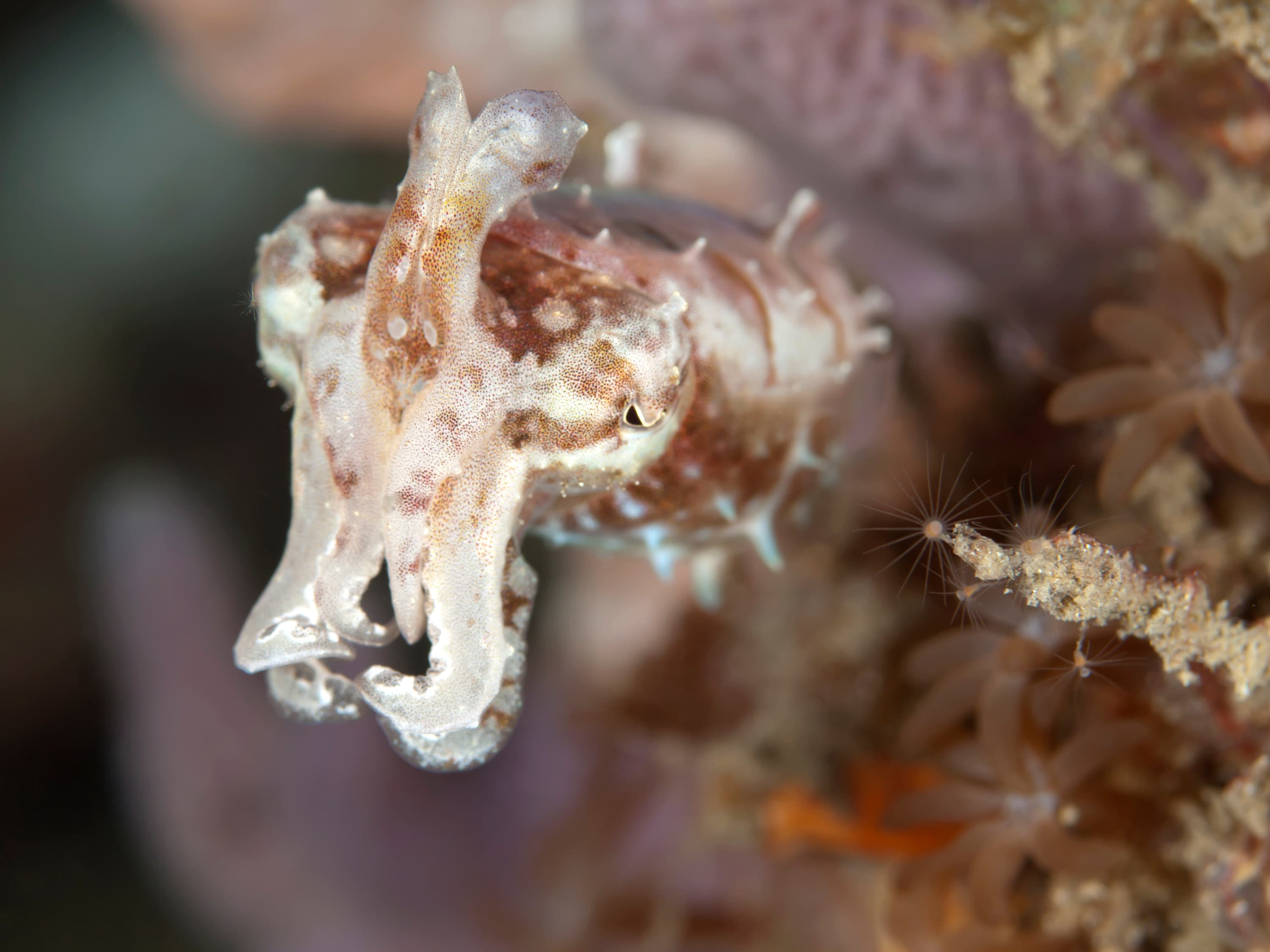 Dwarf Cuttlefish