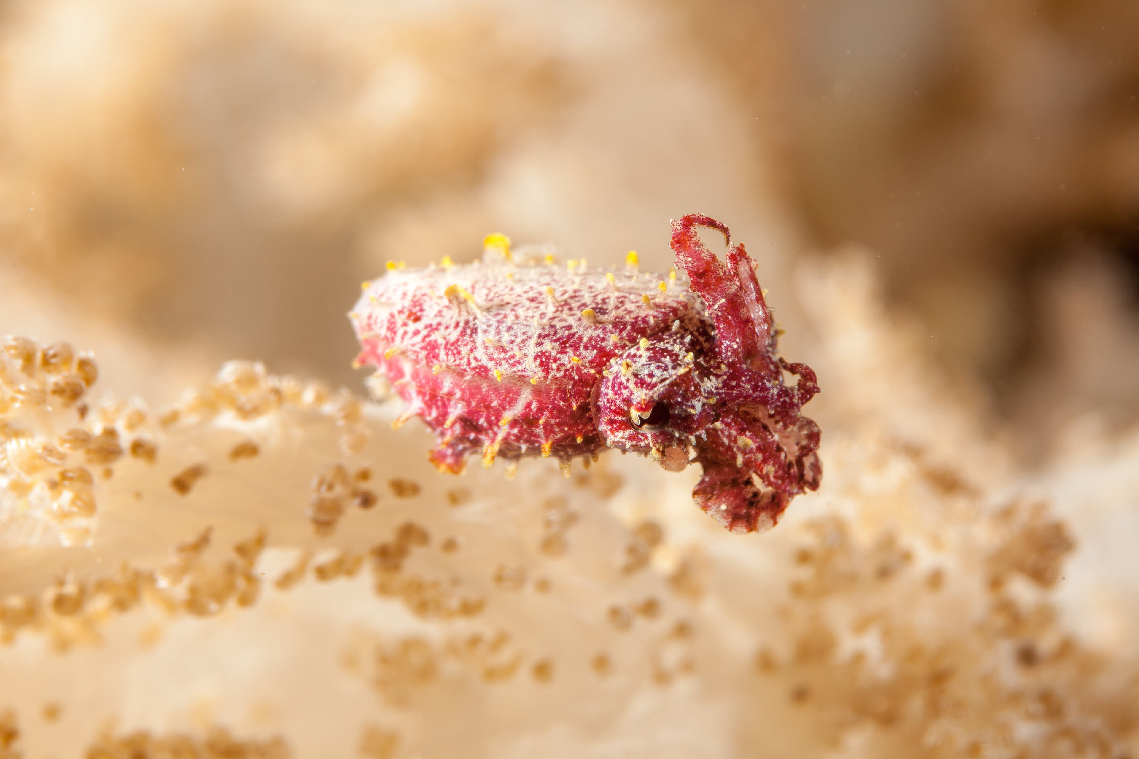 Dwarf, Pygmy or Stumpy-spined Cuttlefish (Ascarosepion bandense)